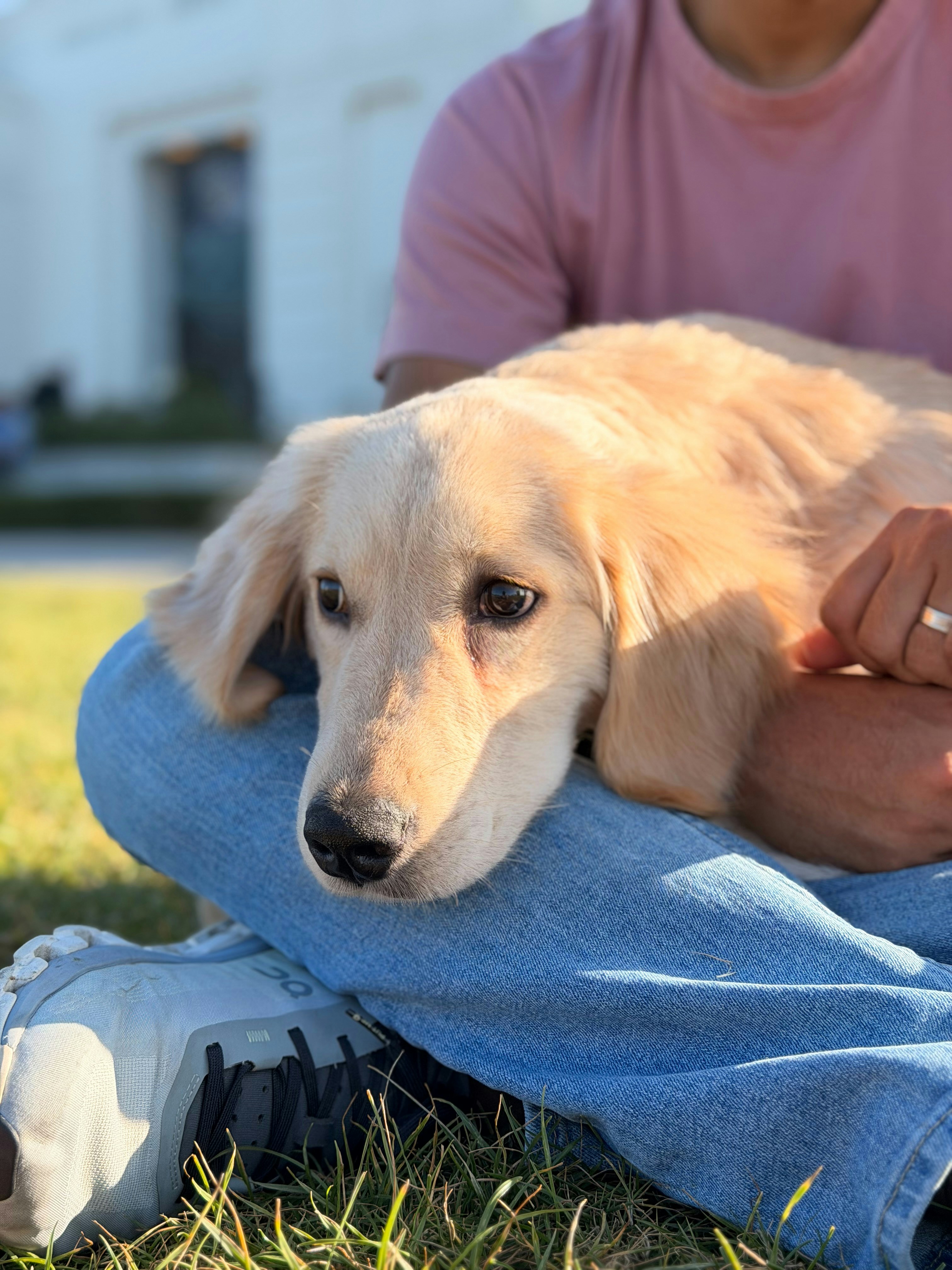 Un cachorro de golden retriever descansa en el regazo de una persona.