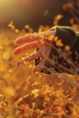 A hand reaching through dry grass at sunset