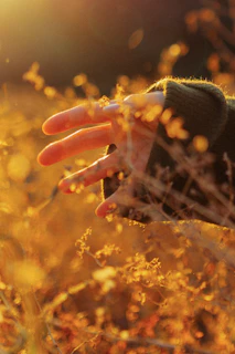 A hand reaching through dry grass at sunset