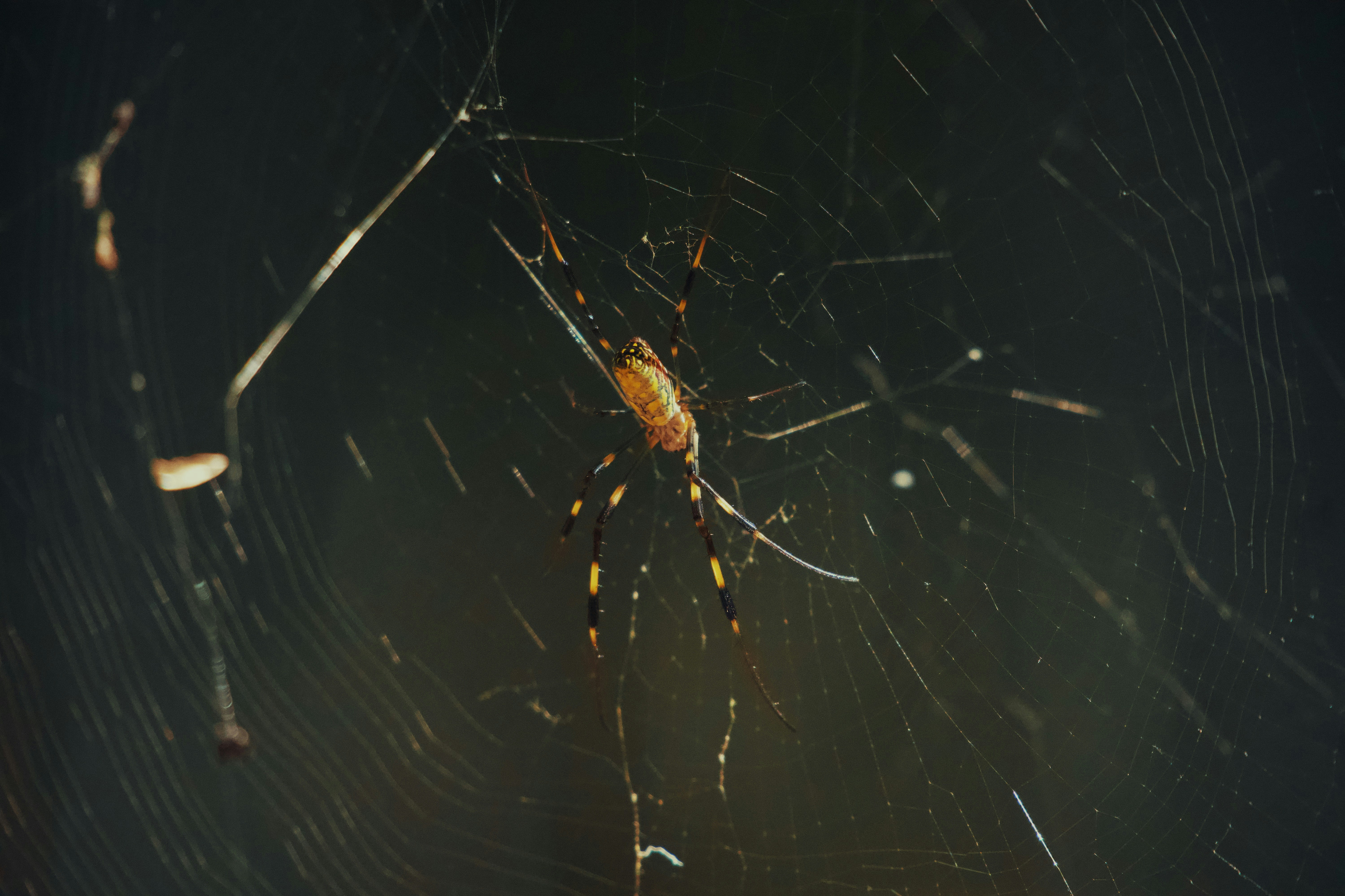 A golden spider rests on its intricate web.