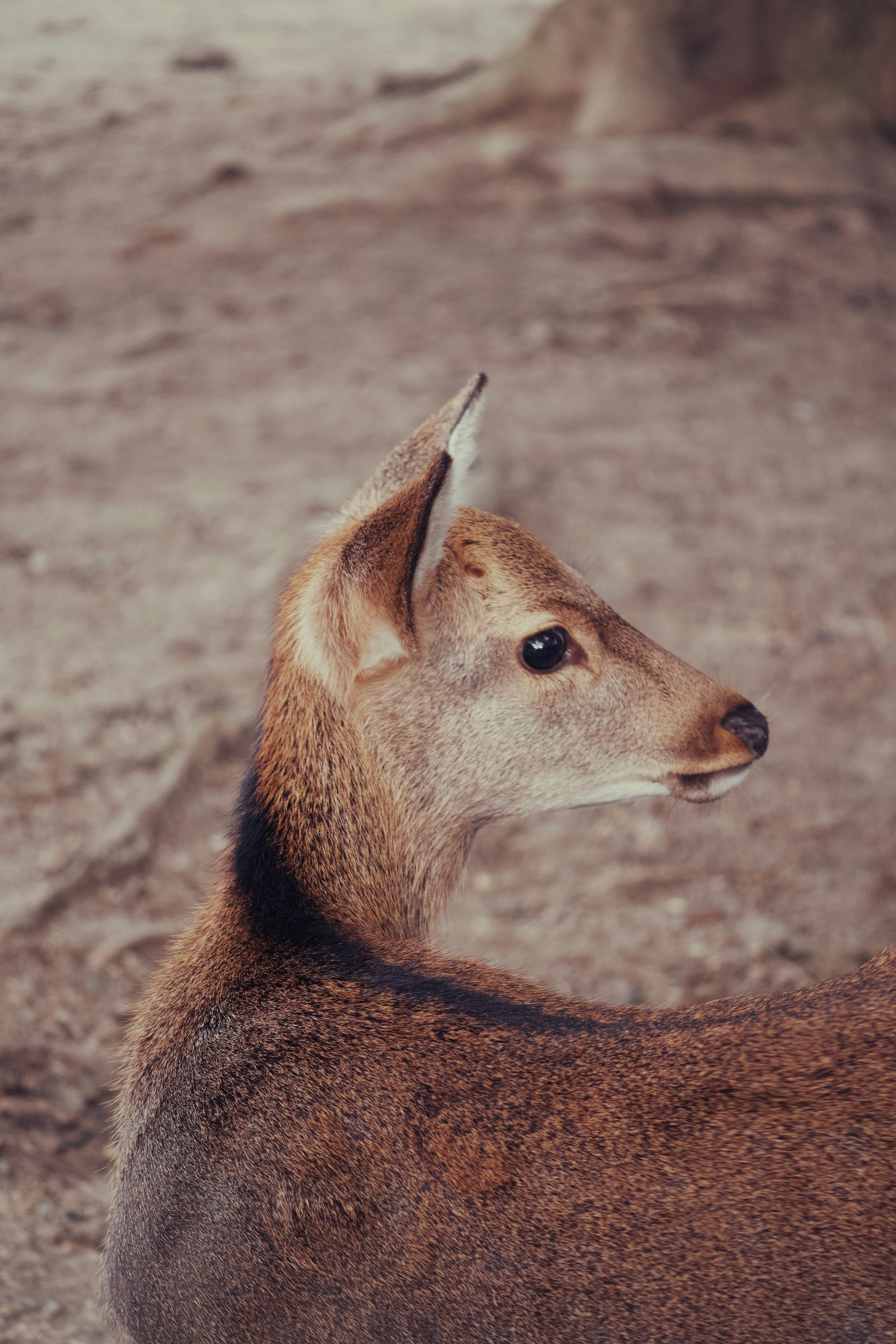 Photo by mahesh_ranaweera