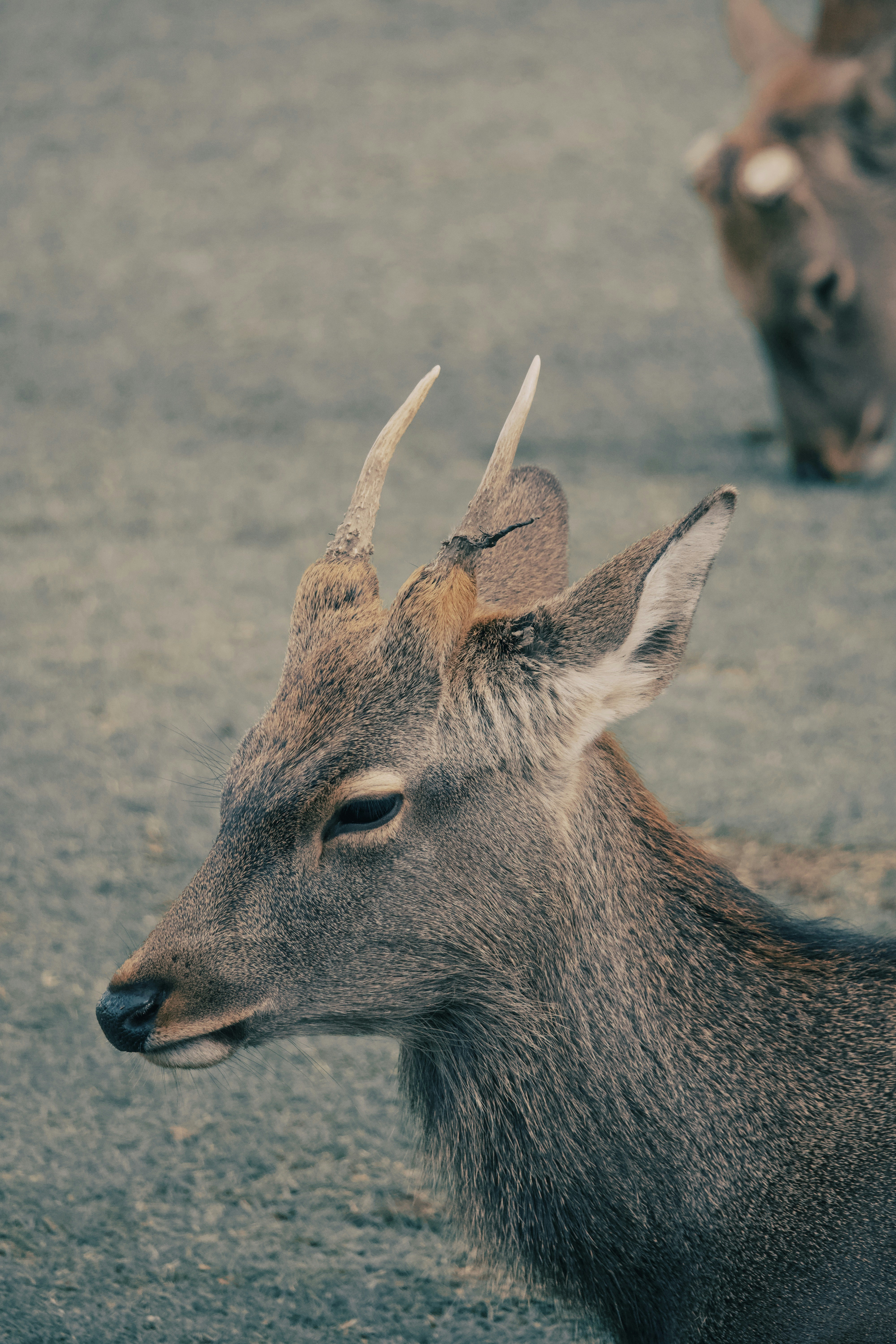 Photo by mahesh_ranaweera