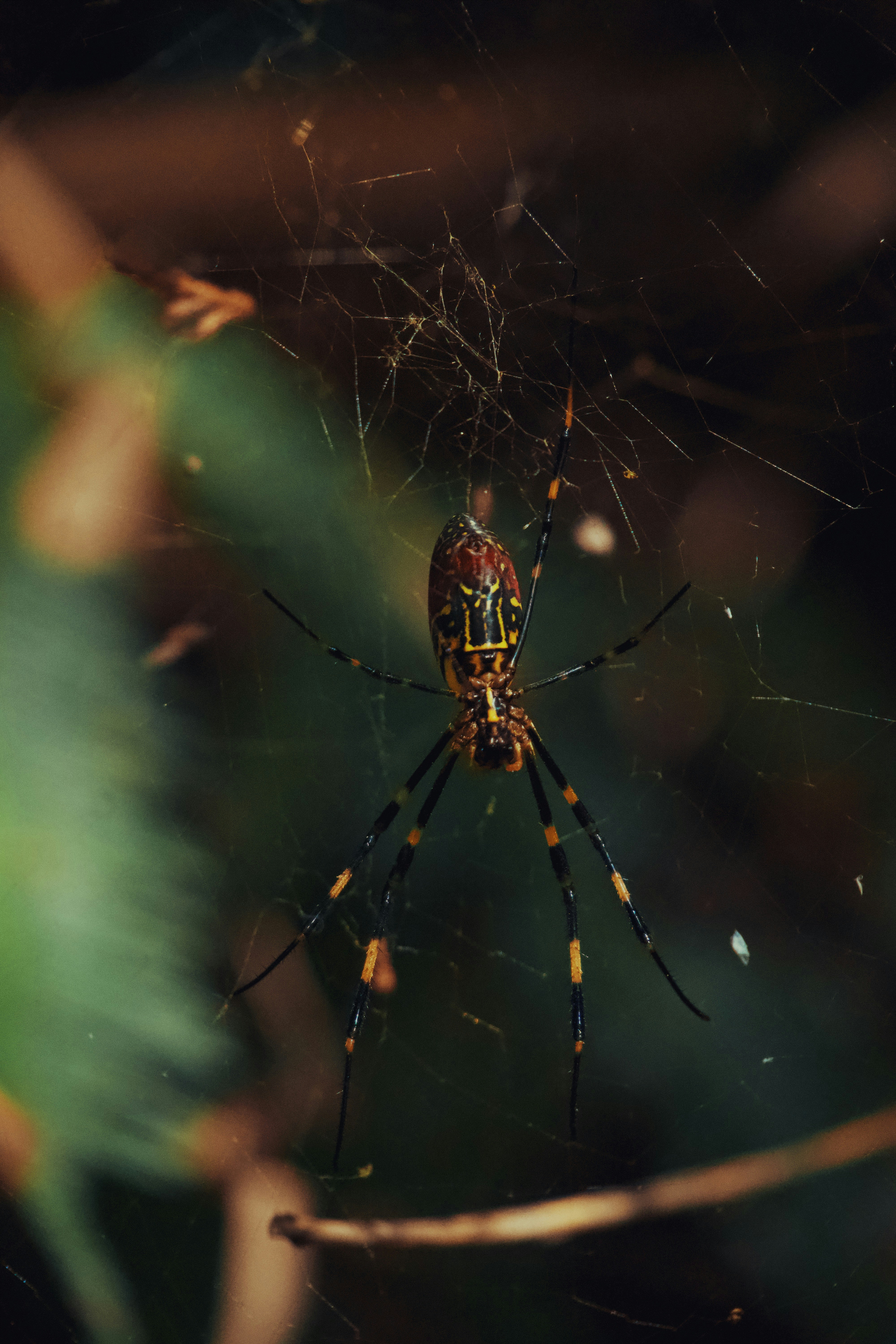 A colorful spider sits in its web.