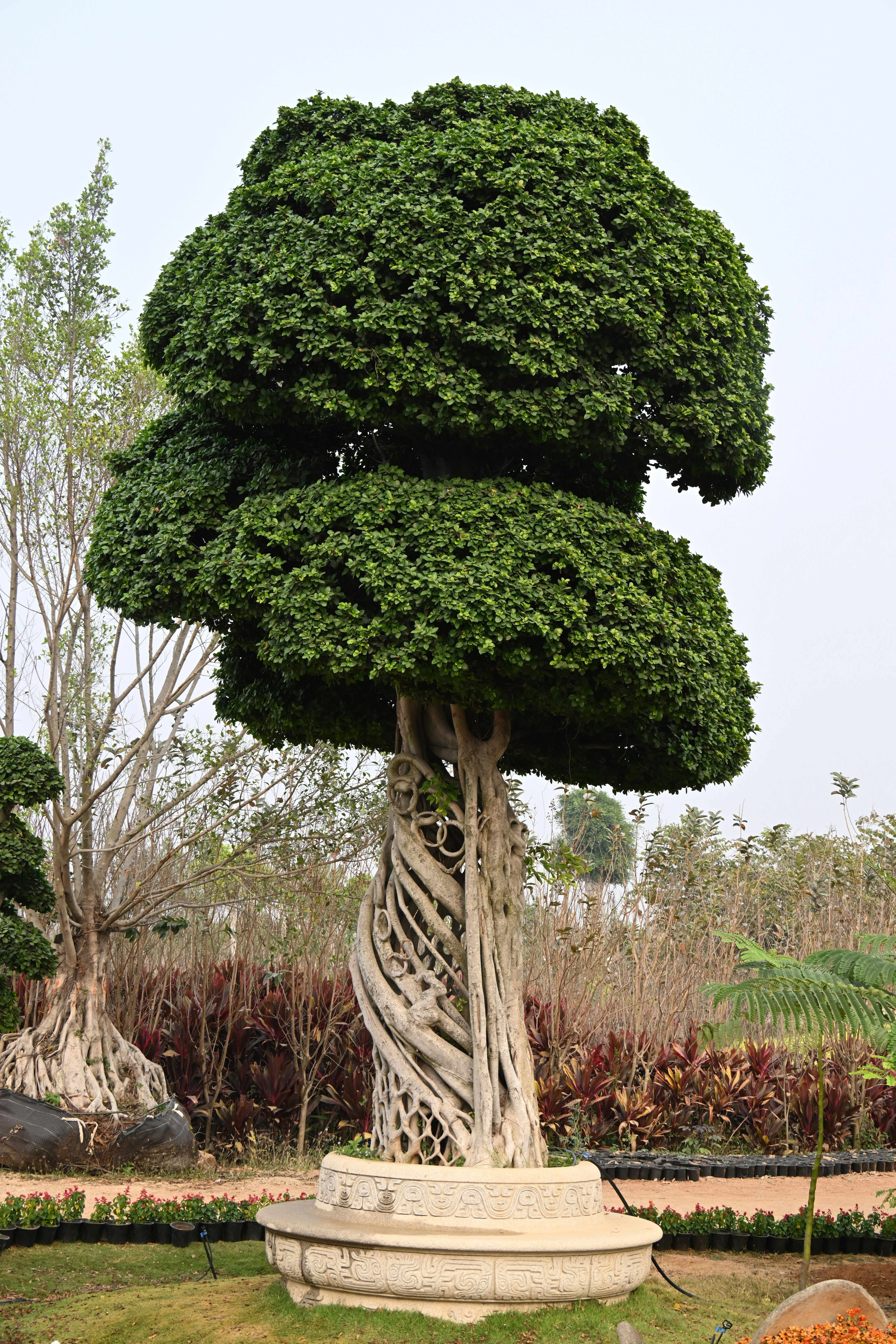 ねじれた幹を持つ丹念に彫刻された盆栽の木。