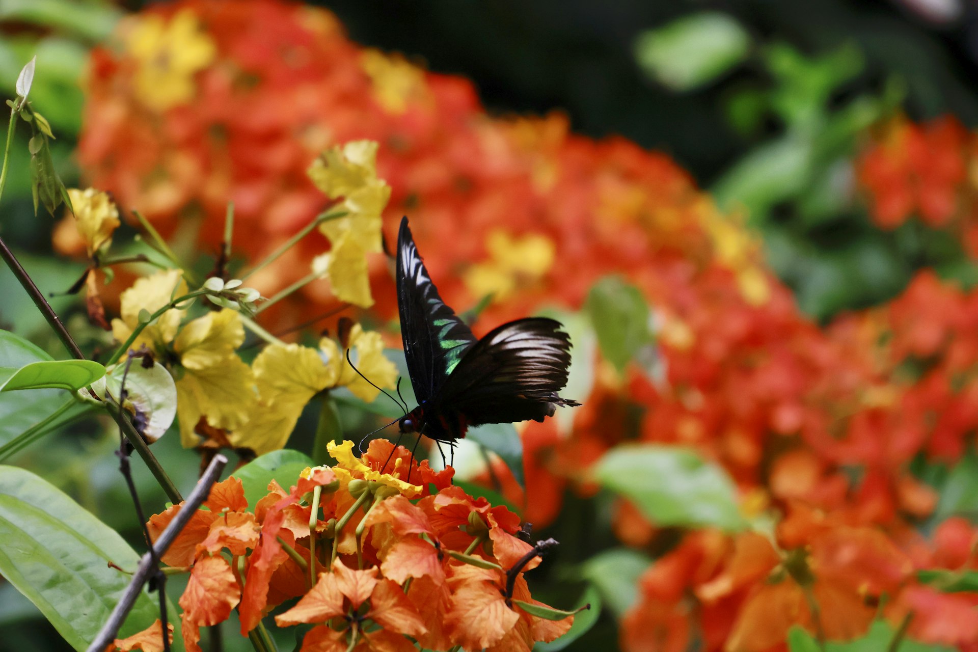 A butterfly rests on orange and yellow flowers.