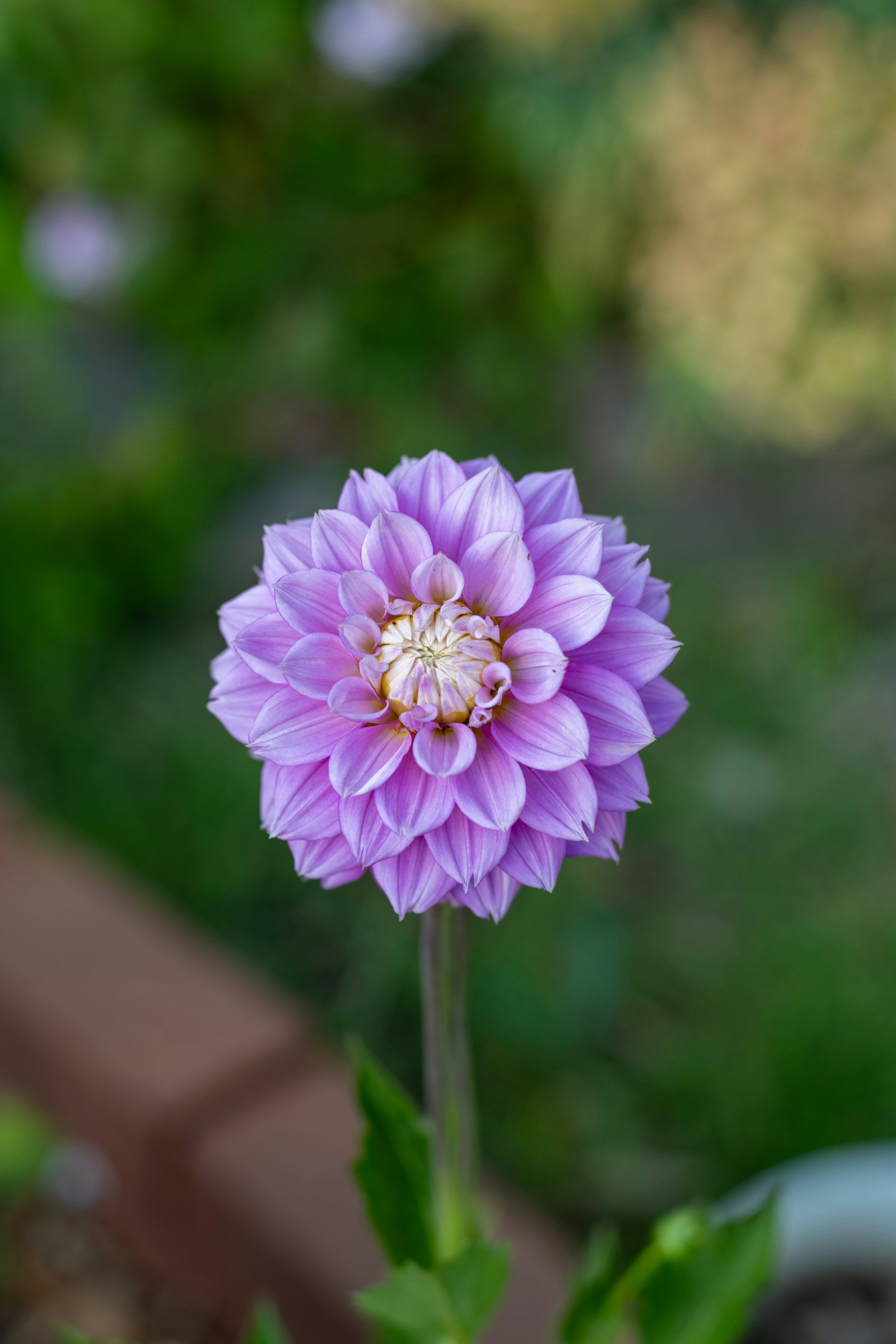 Uma única flor de dália roxa floresce em um jardim.