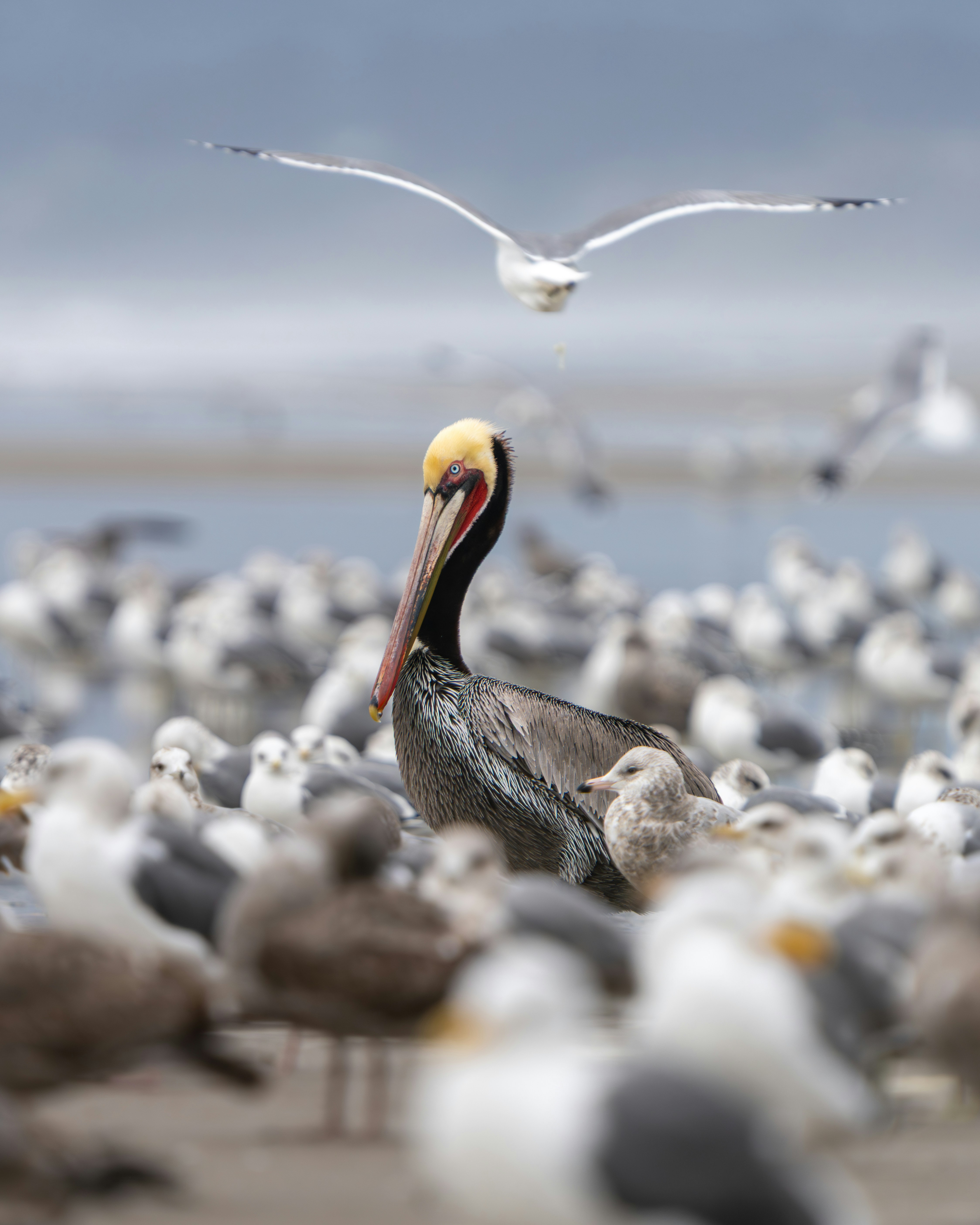 A pelican stands among many seagulls on a beach.