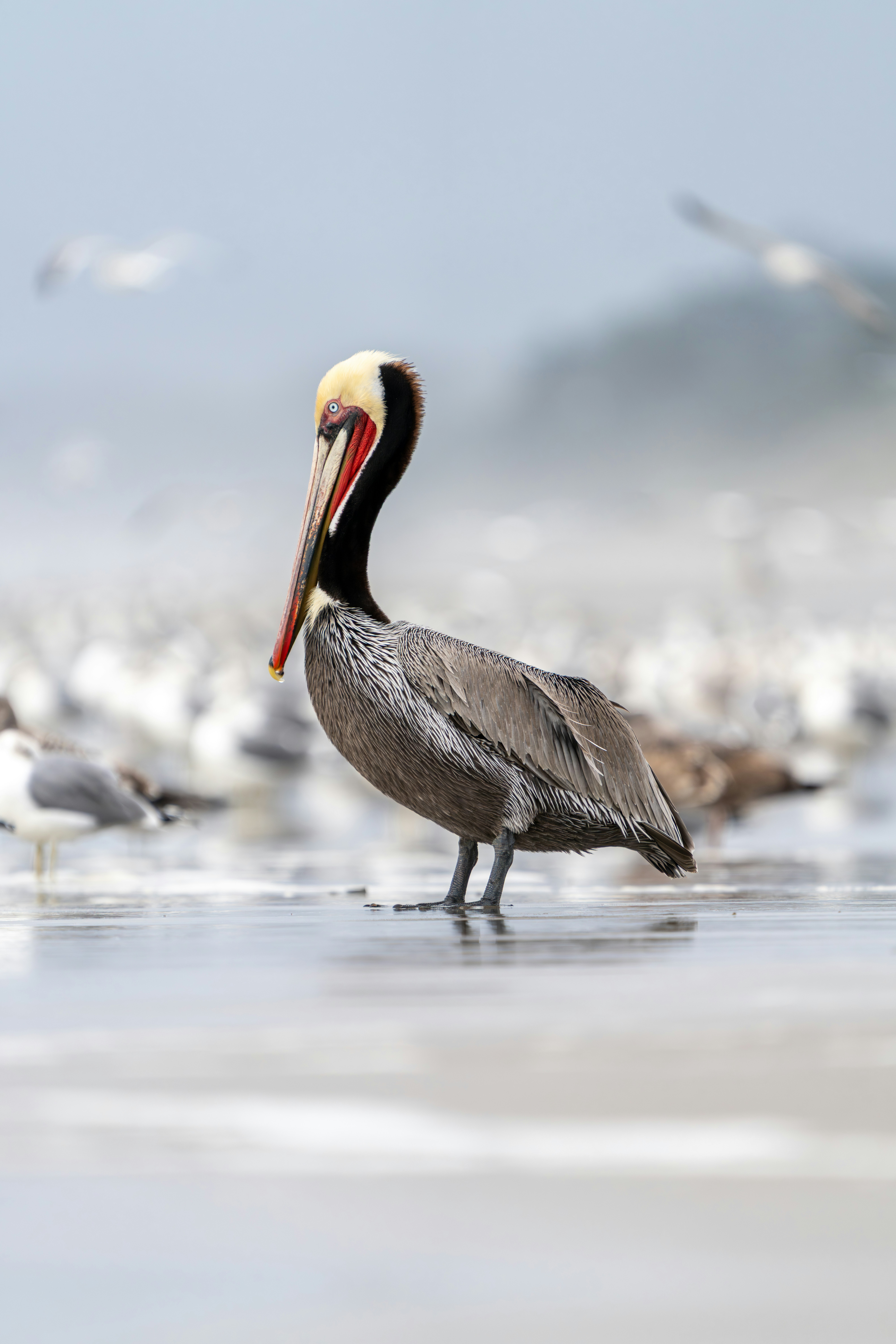 A brown pelican stands on a sandy shore with seagulls.