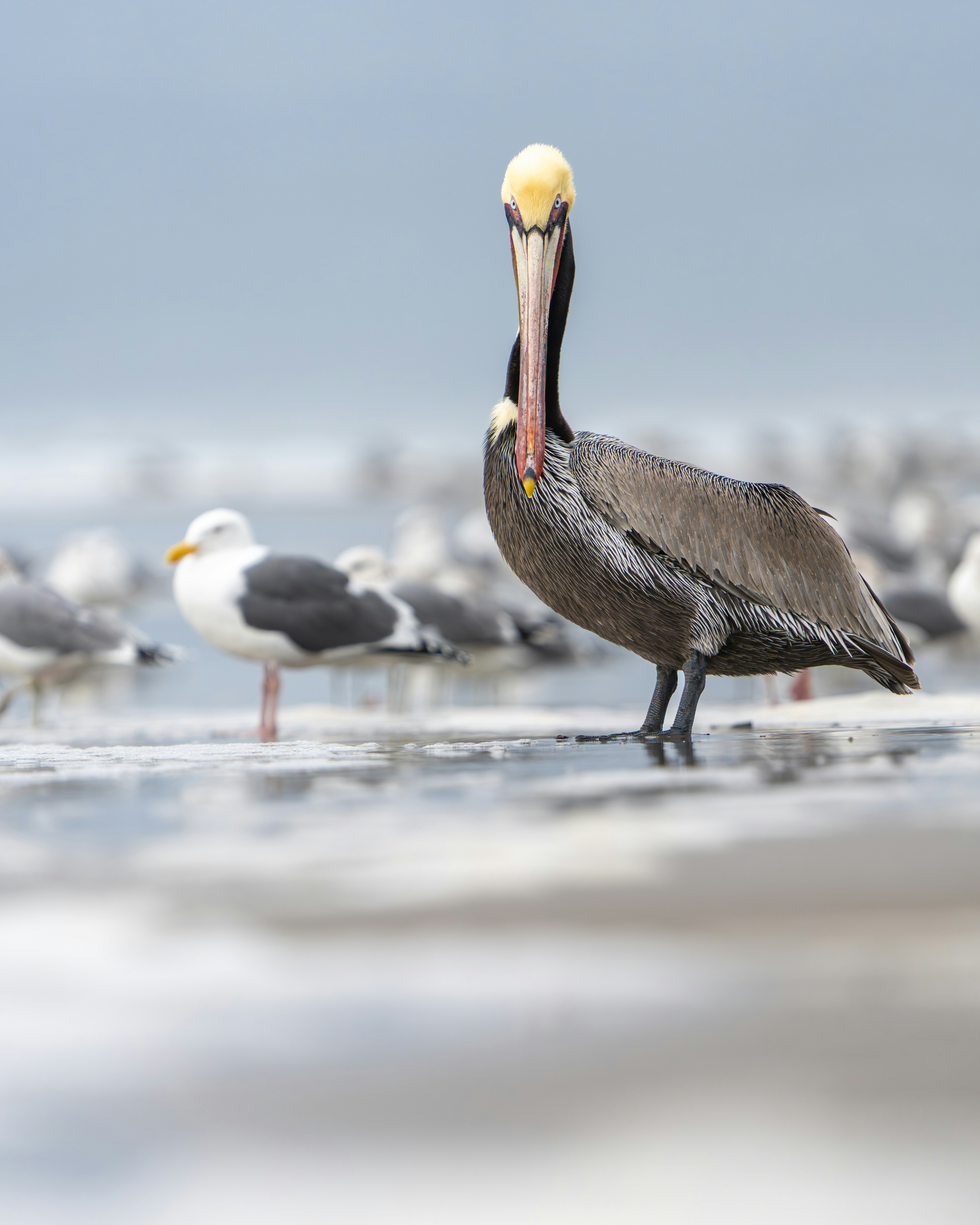 A pelican stands on a beach with seagulls.