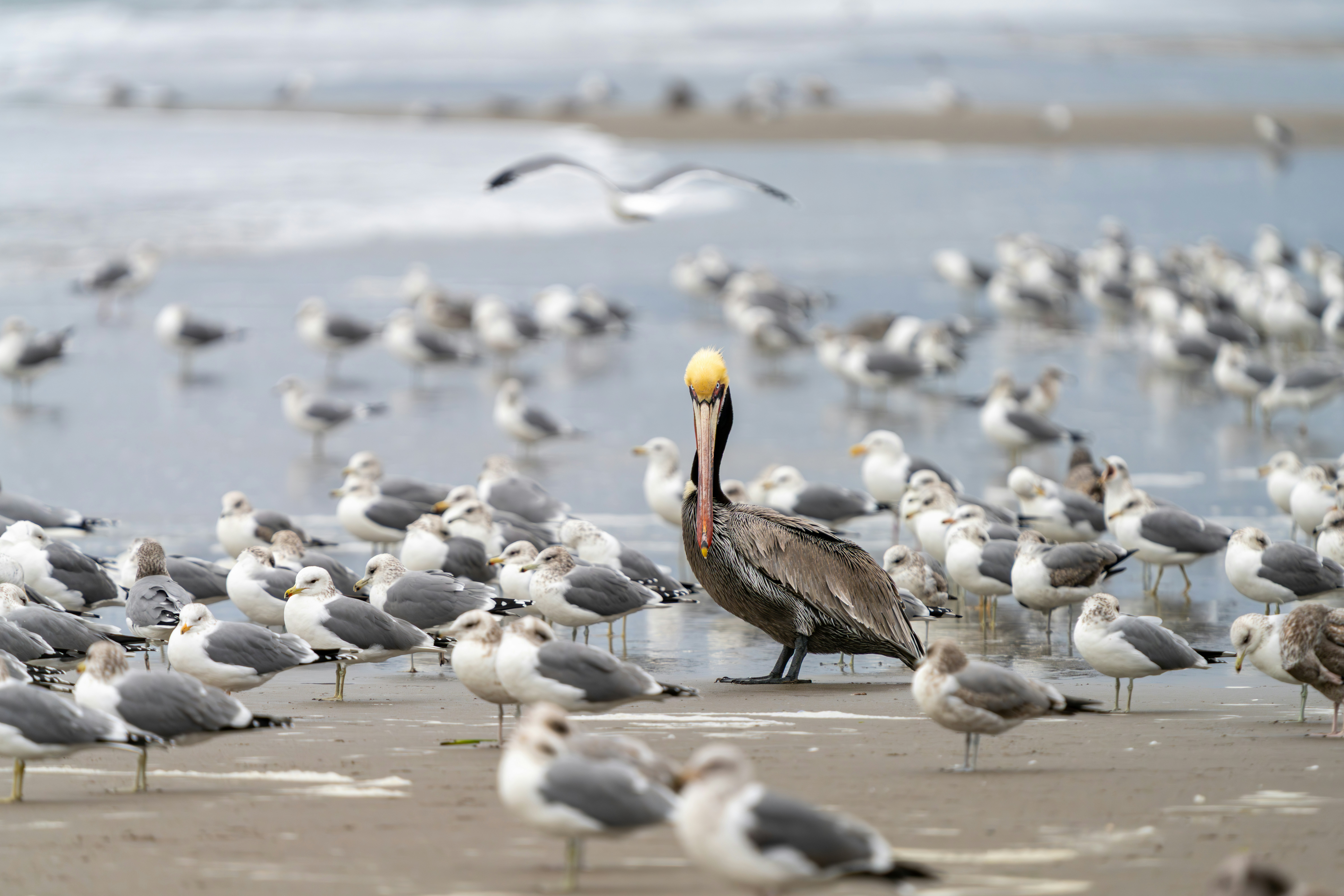 A pelican stands among many seagulls on a beach.