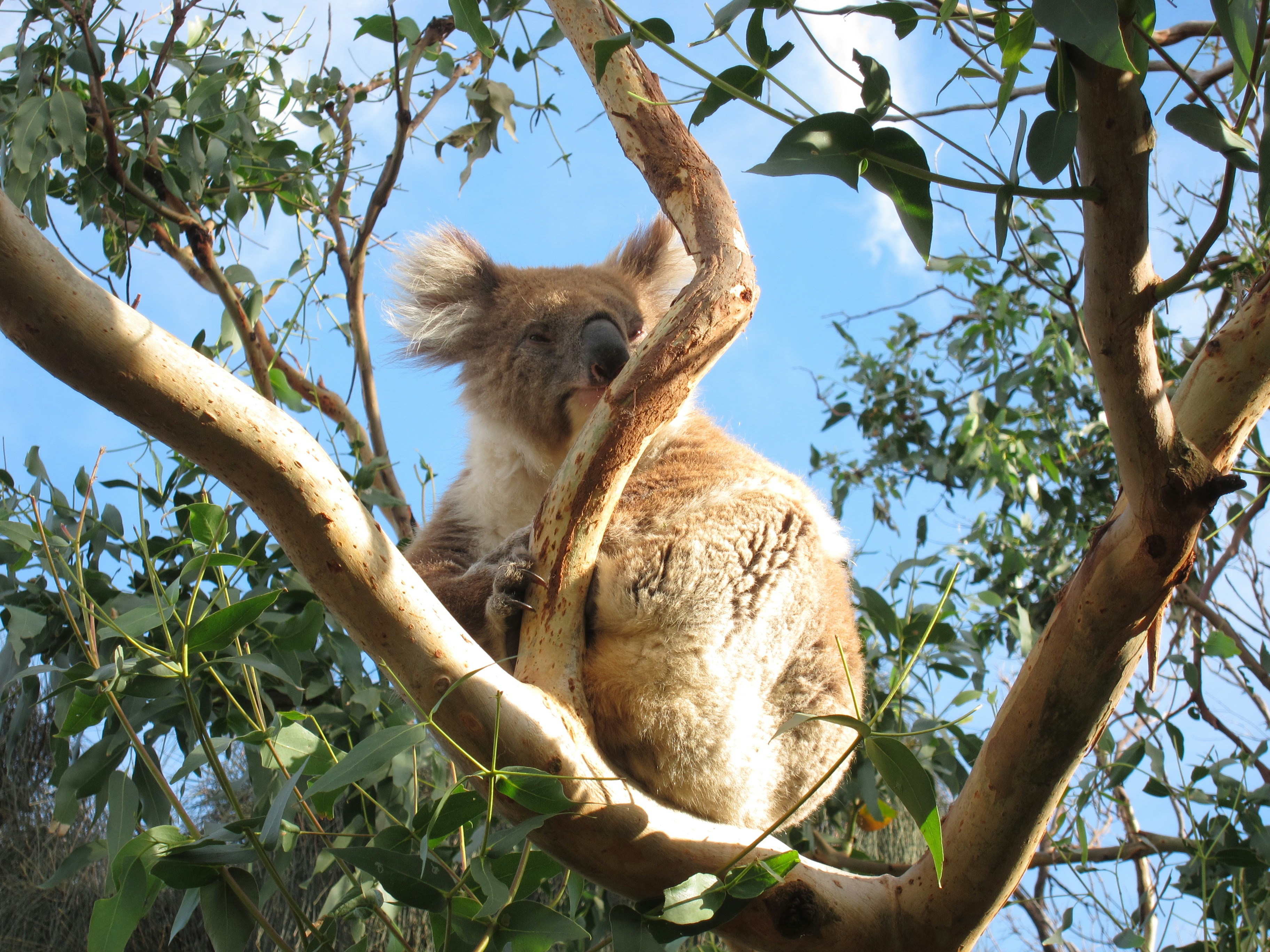 A koala rests in a eucalyptus tree.