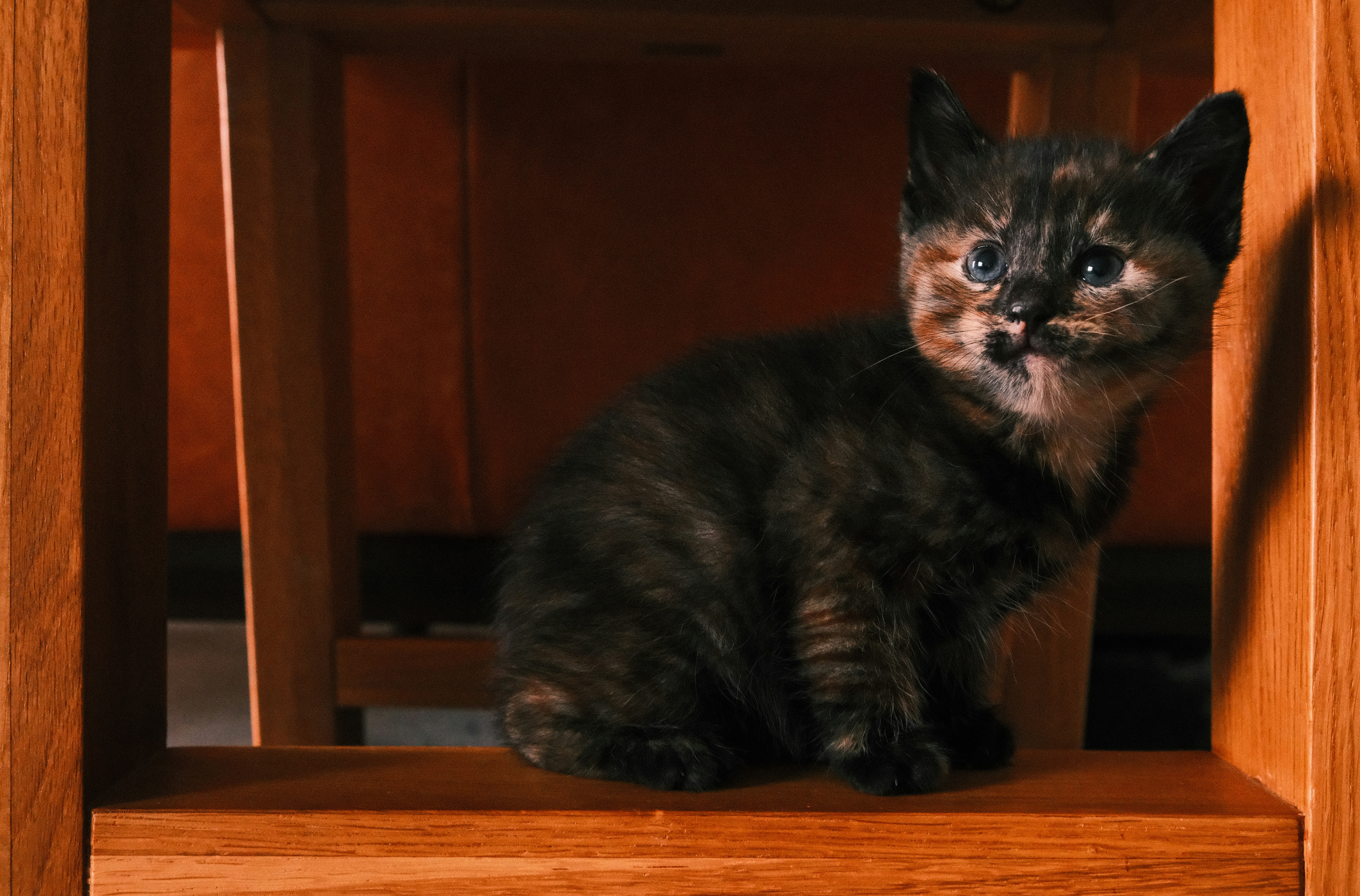 Fi Mini pour chats : suivi de l'activité et localisation