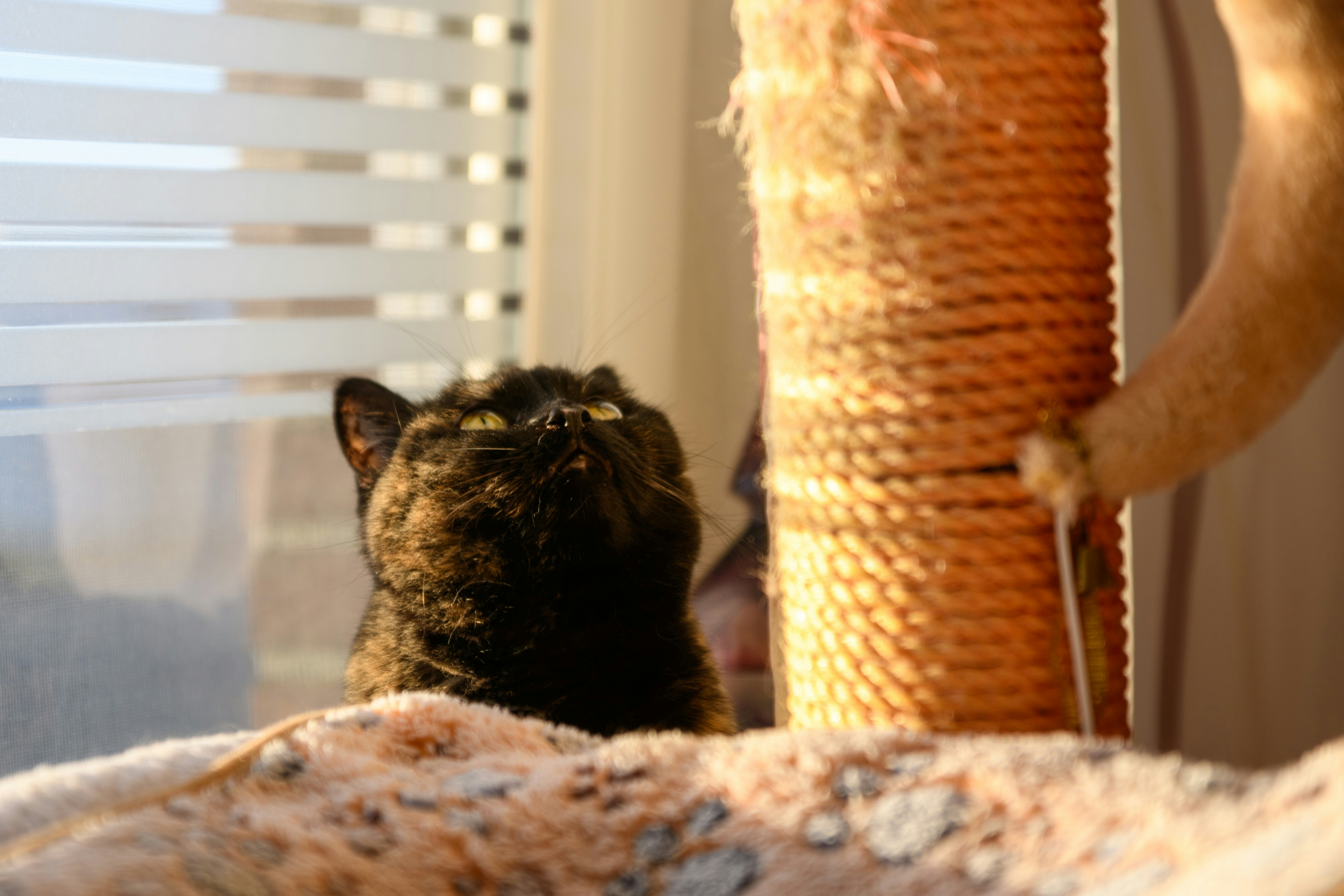 Best Cat Trees and Condos Under $80 (2025)