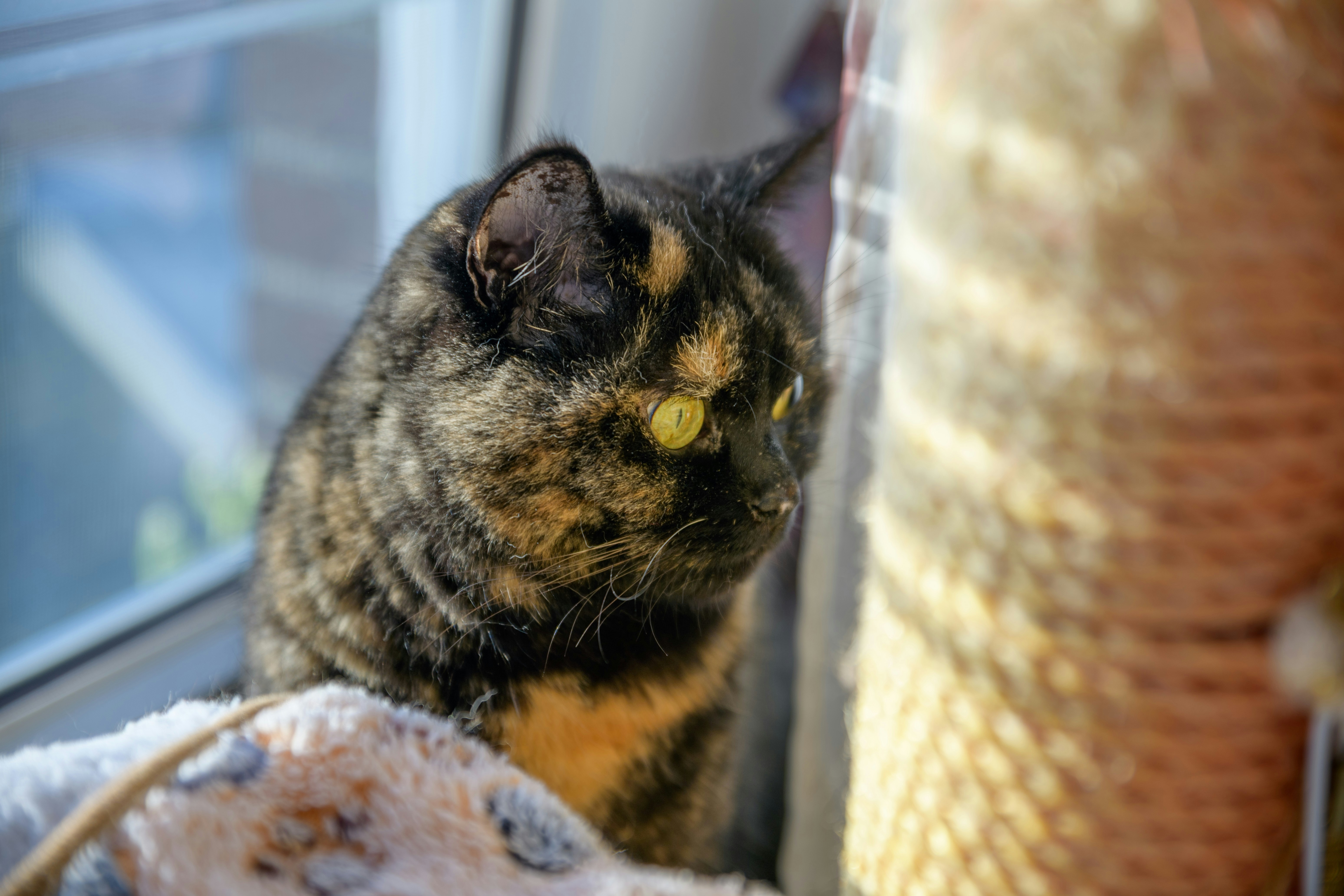 A tortoiseshell cat sits near a window.