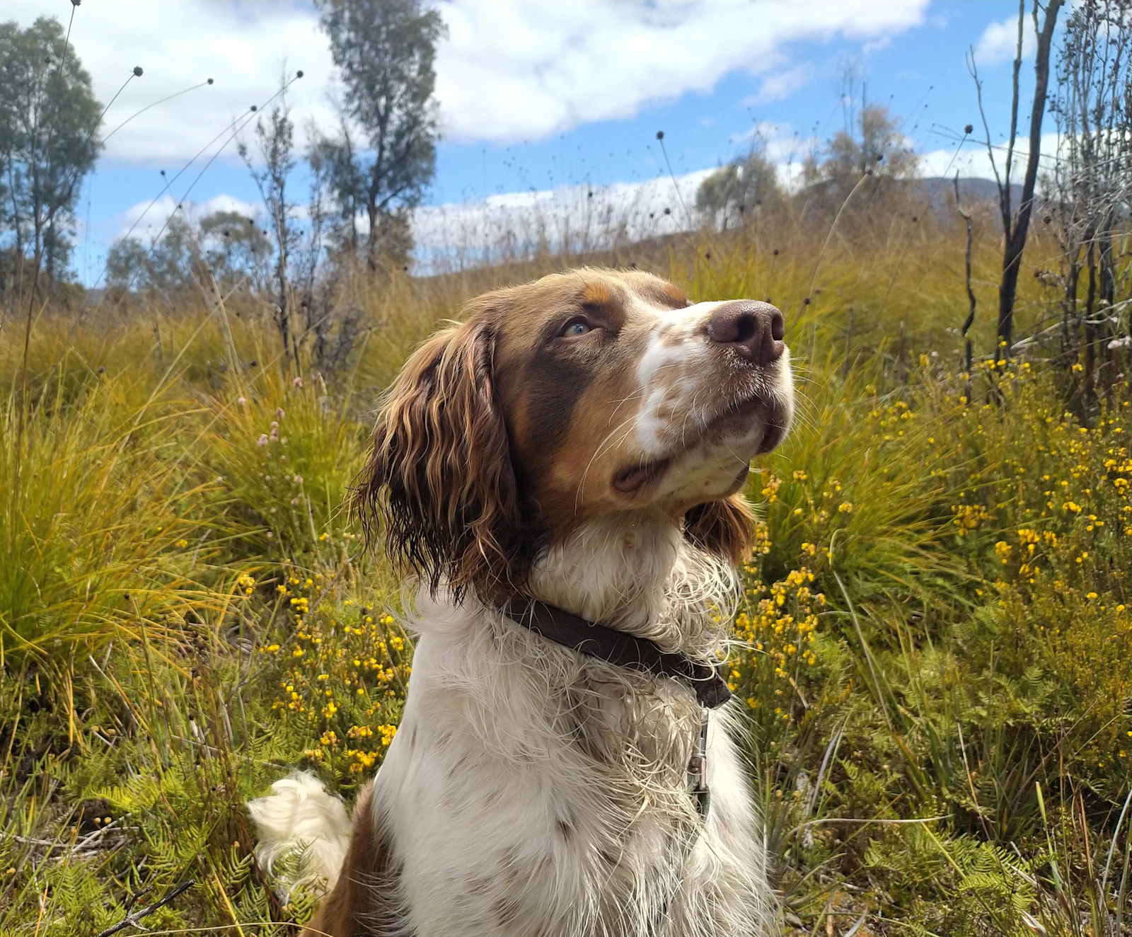 Perro marrón y blanco sentado en un campo de hierba alta