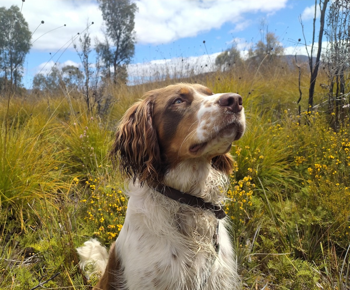 Dog standing alert in a grassy field