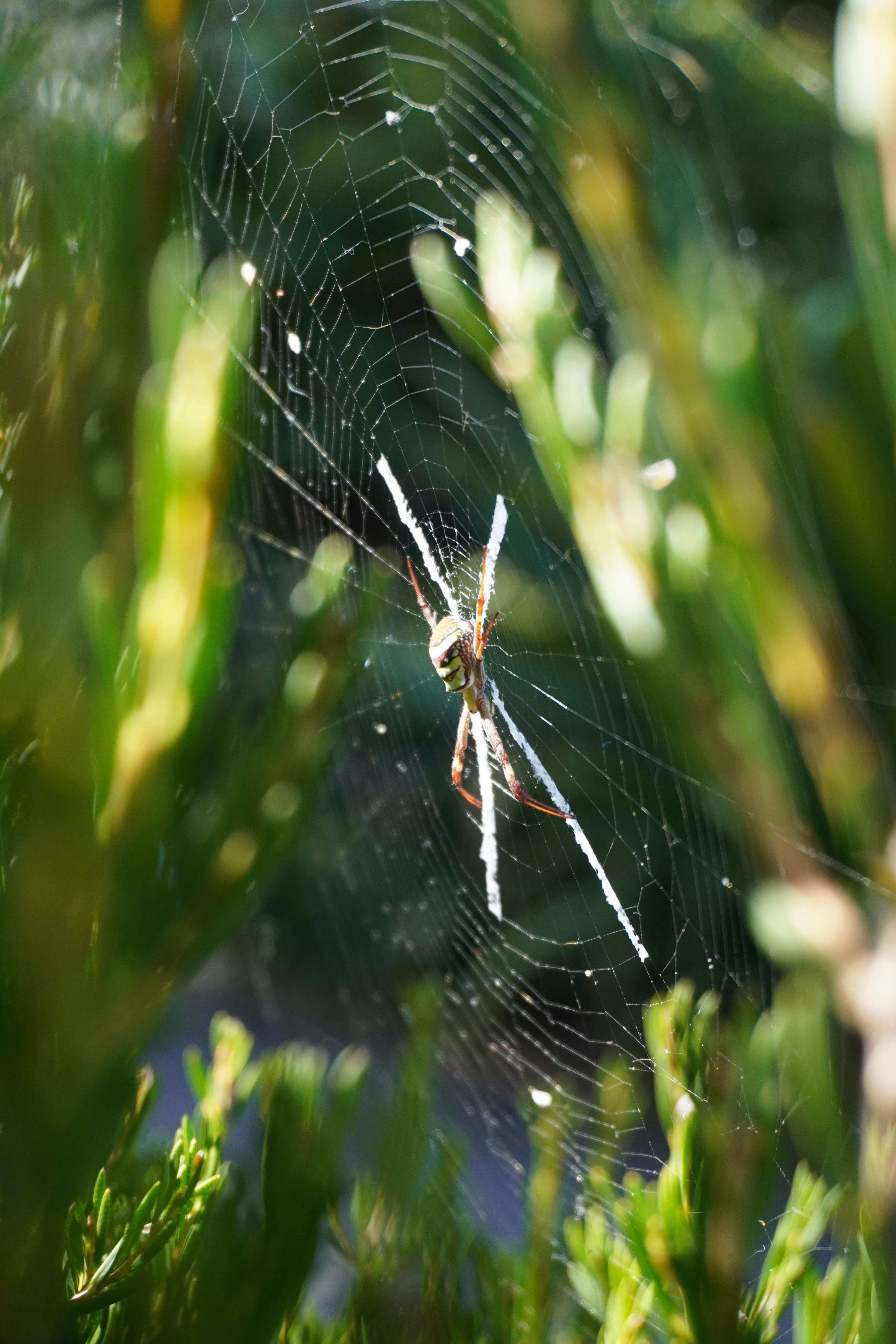 A spider sits on its web amidst green foliage.