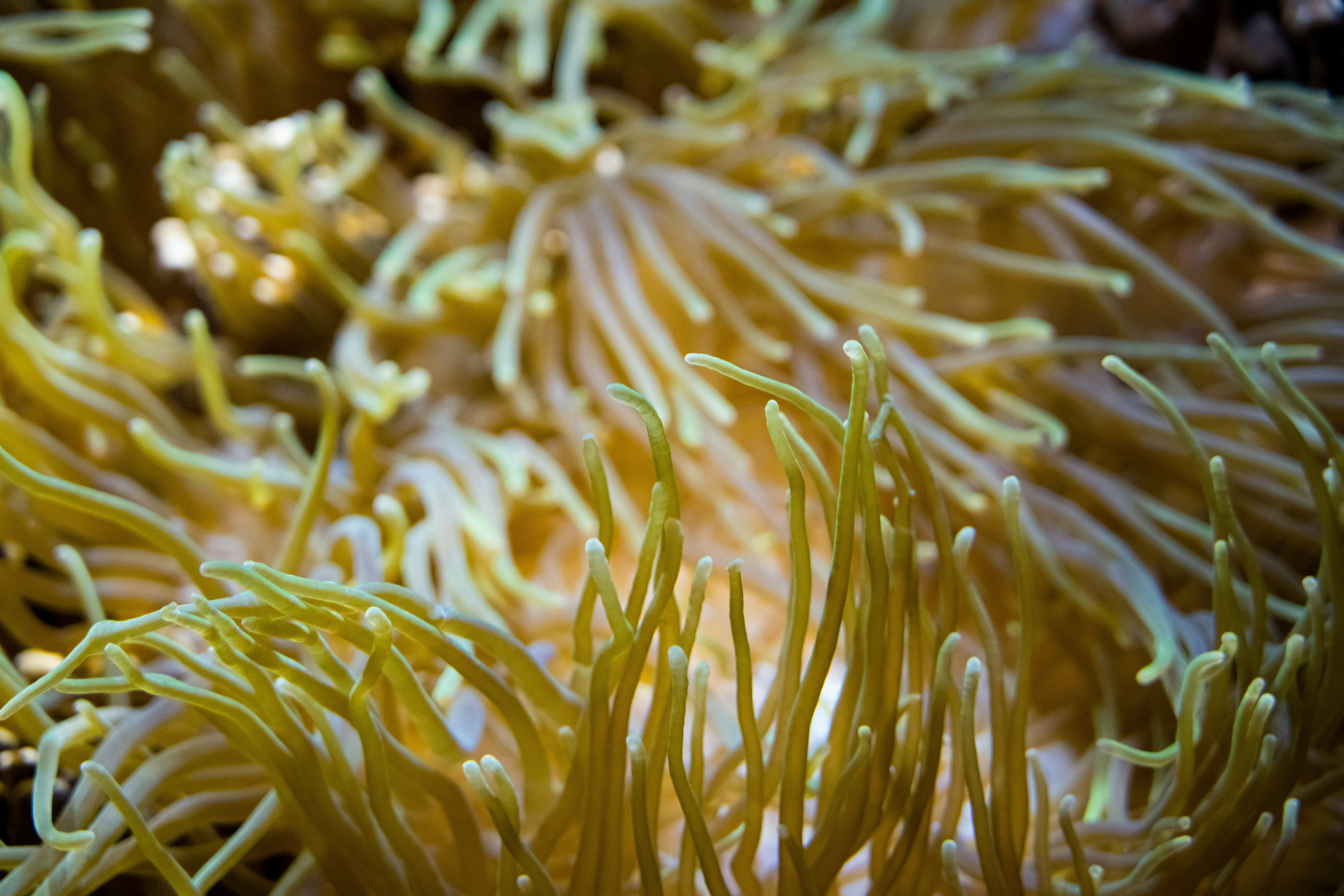 Close-up of yellow sea anemone tentacles