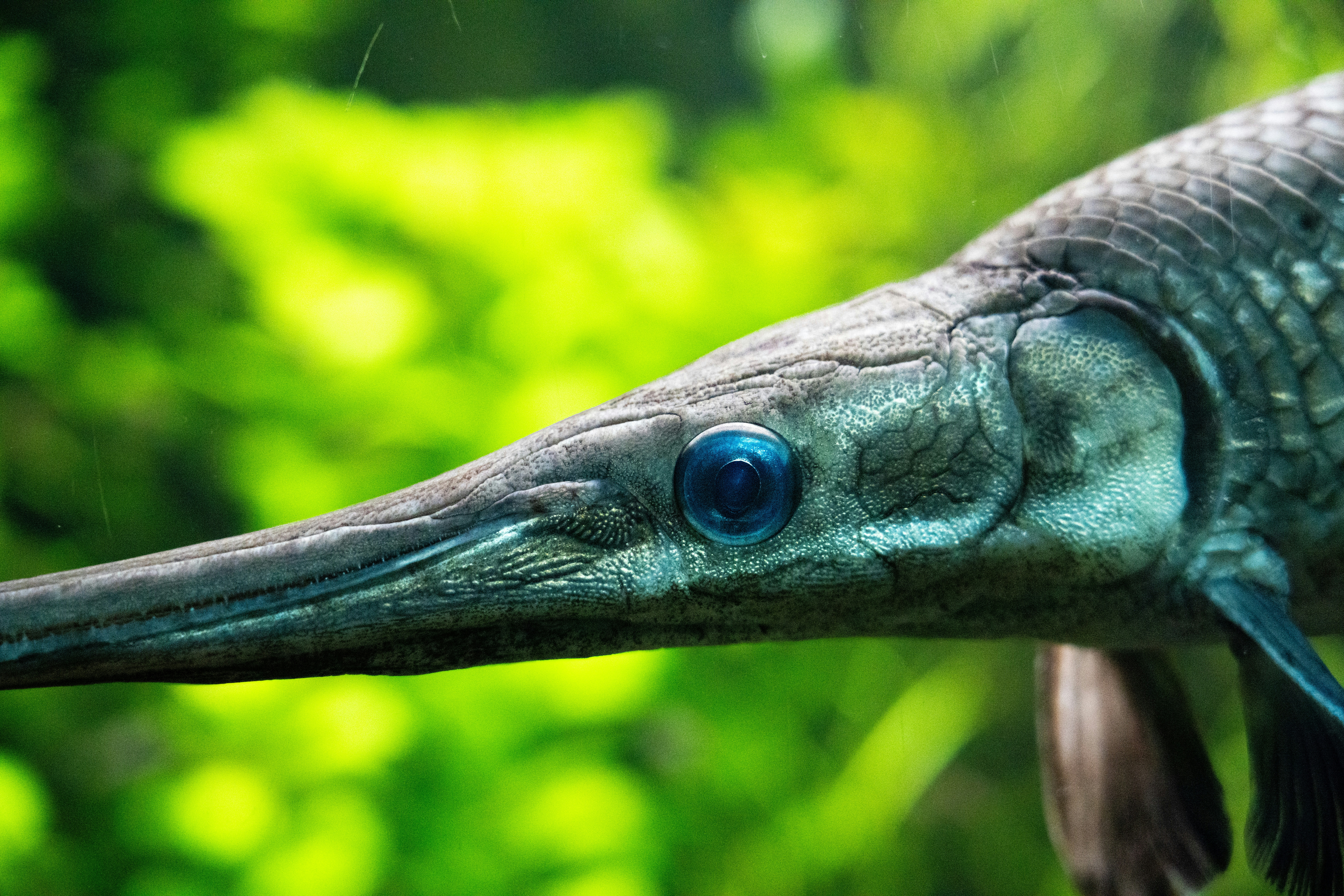 Close-up of a long-snouted fish with blue eyes.