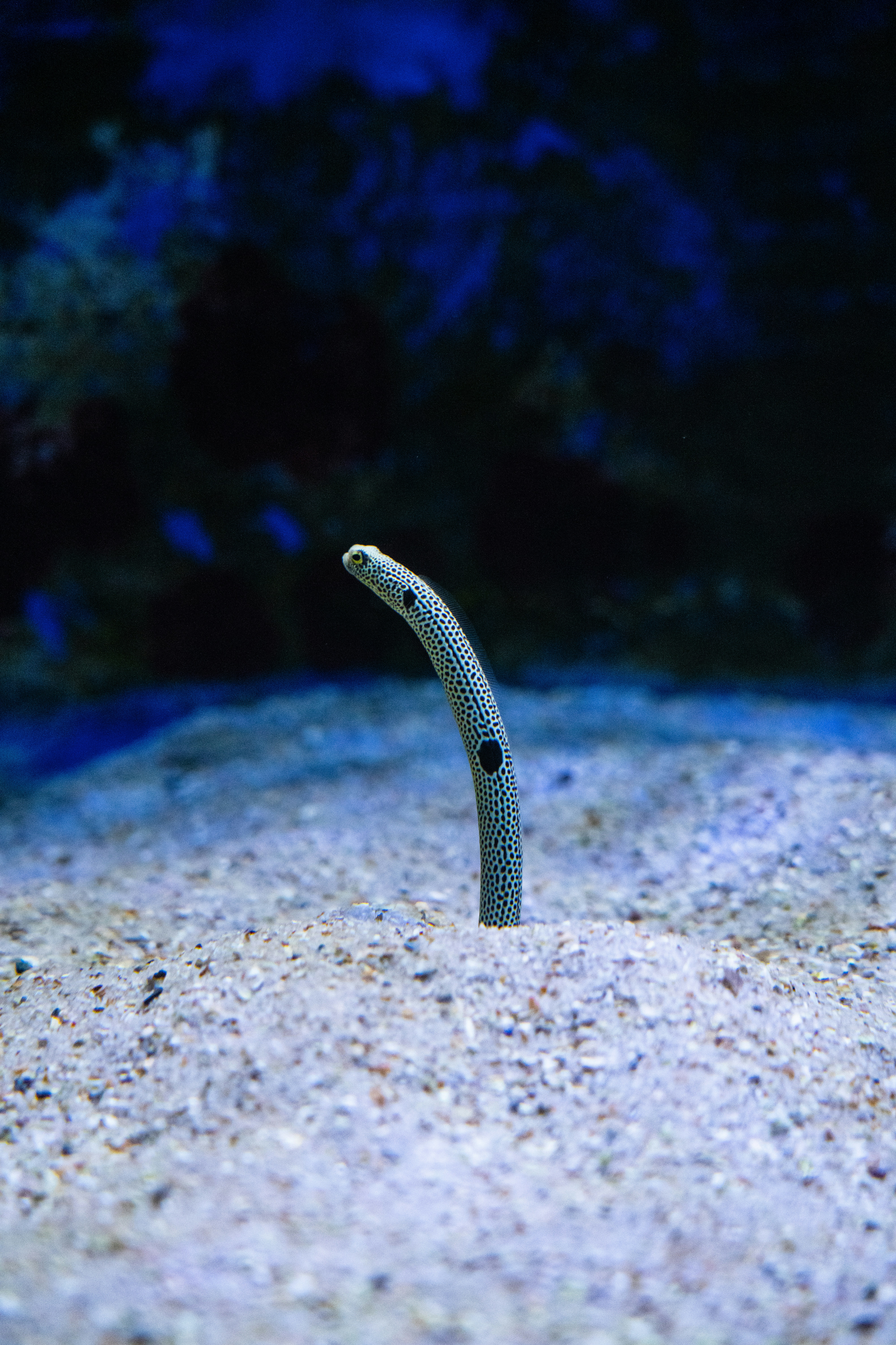 A garden eel emerges from sandy seabed.