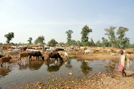 Cows drinking water from a stream with a person nearby