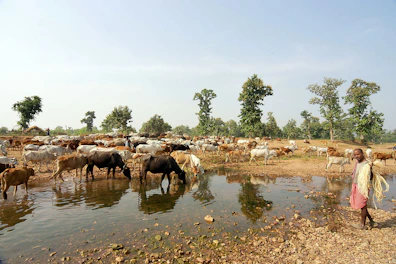Cows drinking water from a stream with a person nearby