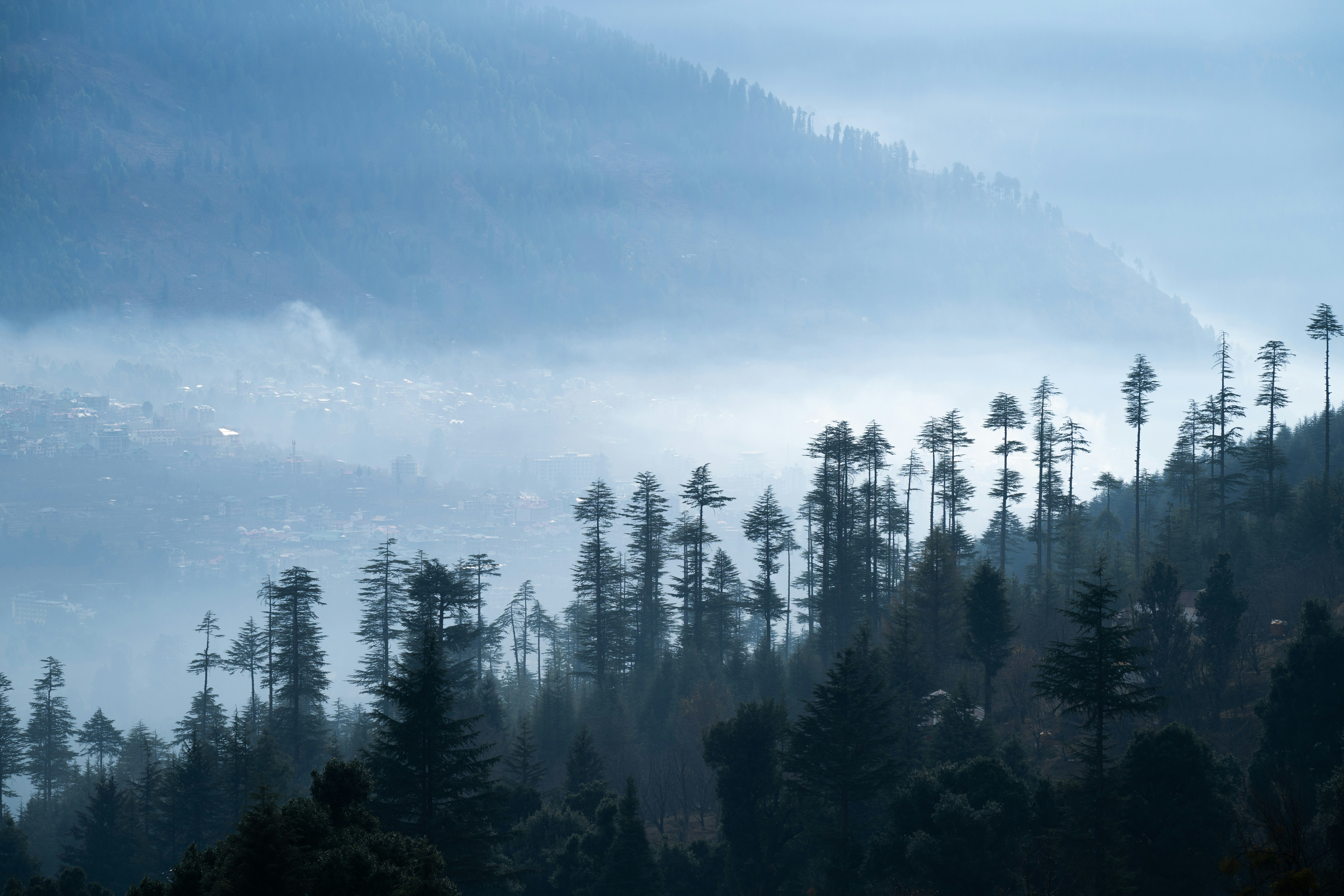 Neblige Waldlandschaft mit hohen Bäumen und Bergen.