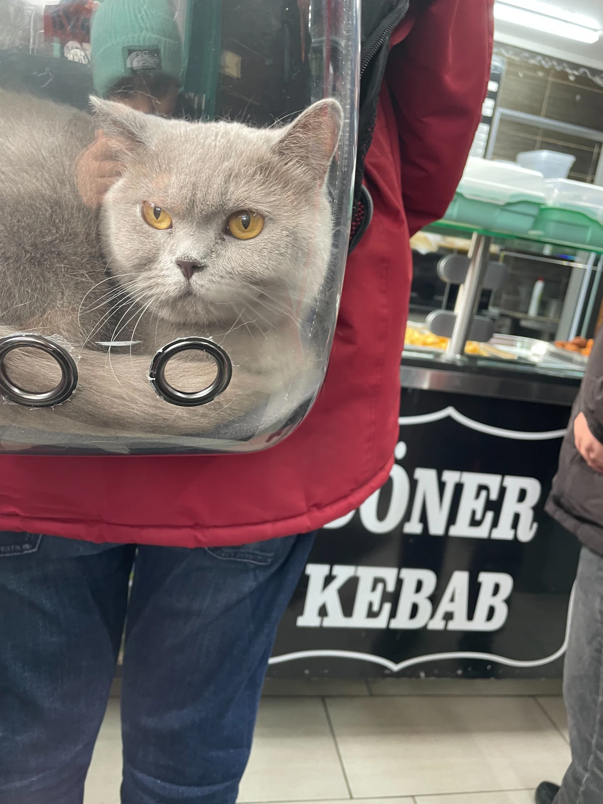 Gato dentro de un bolso transportín blando