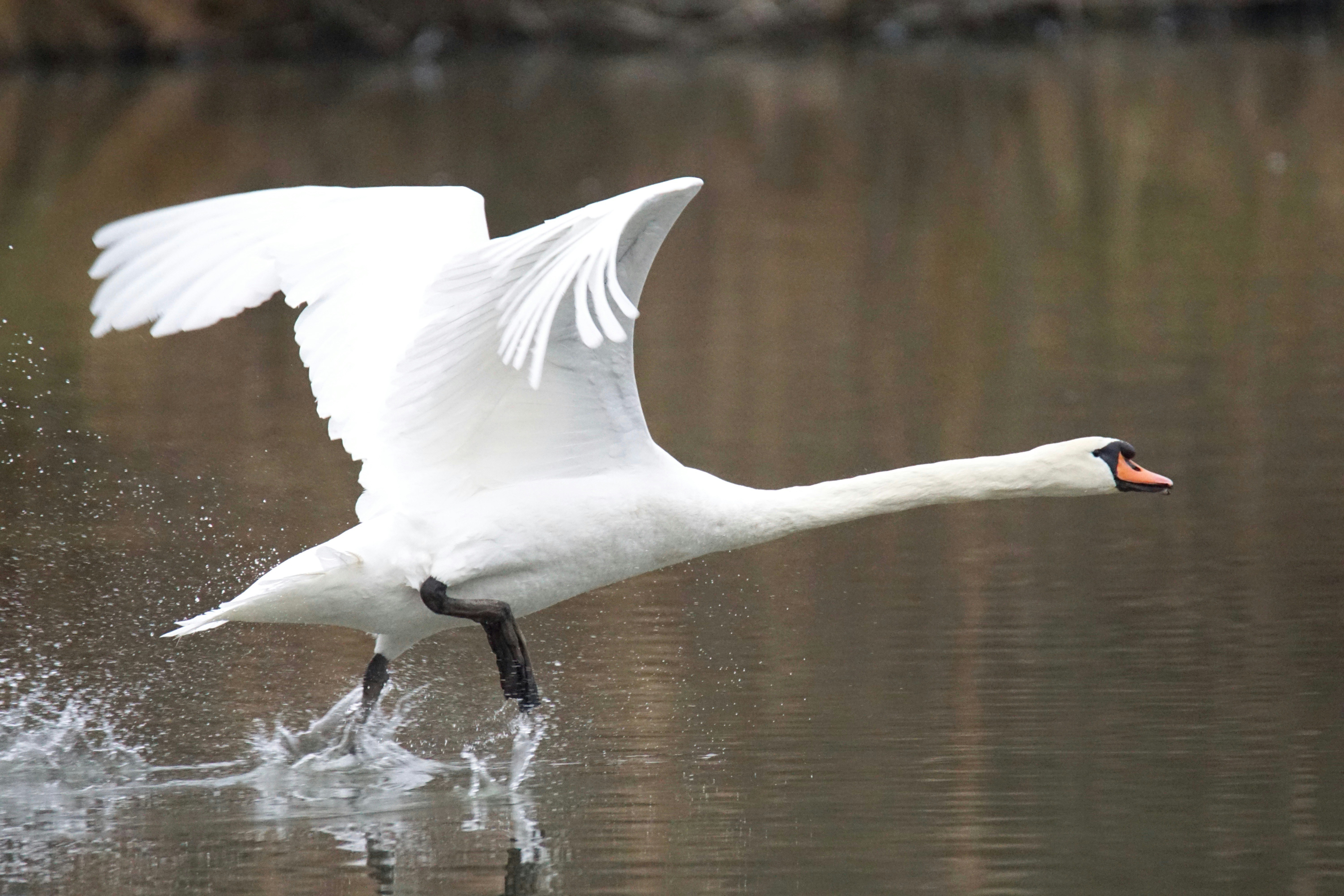 A white swan takes flight from the water's surface.