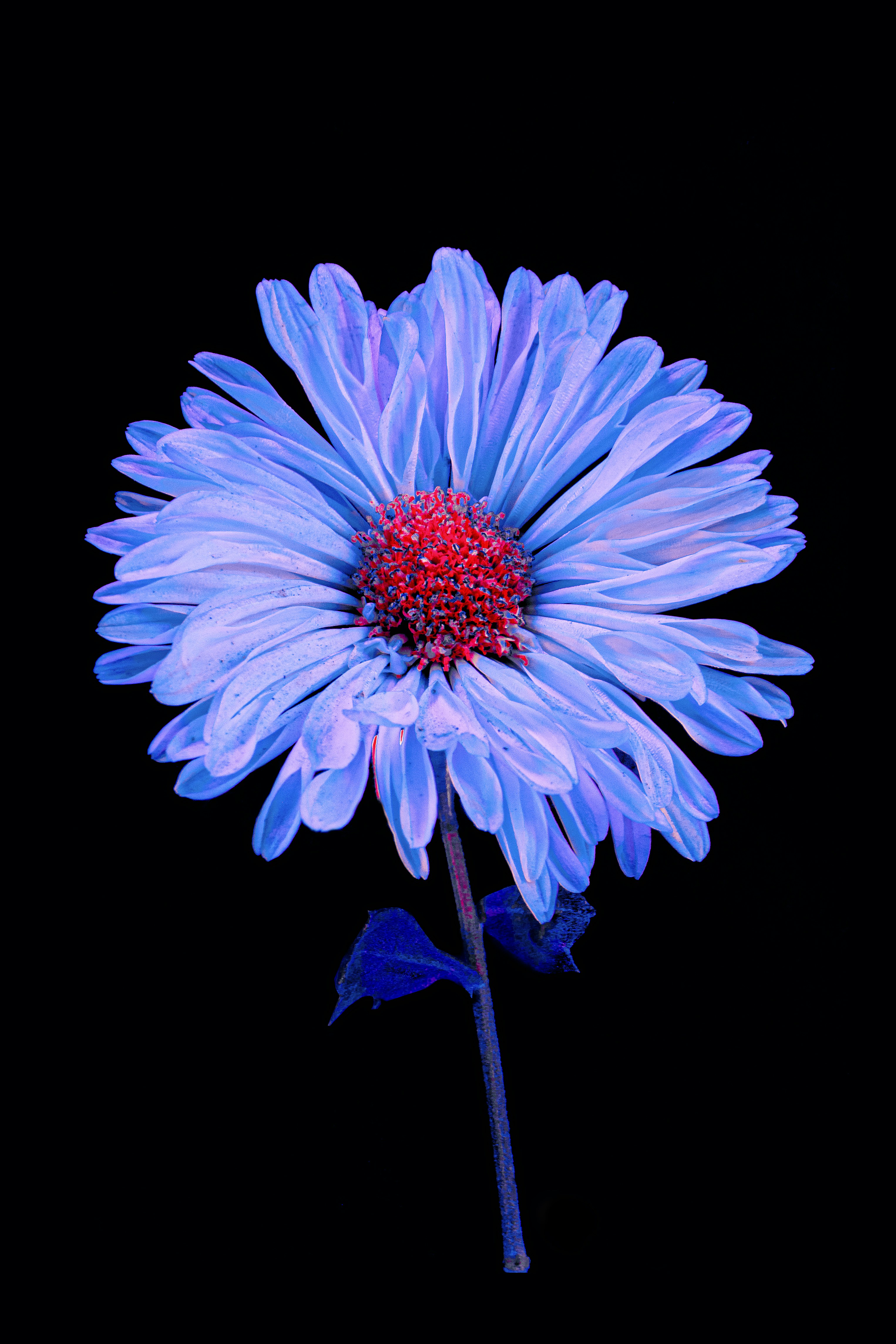 Photo by harshitphotography