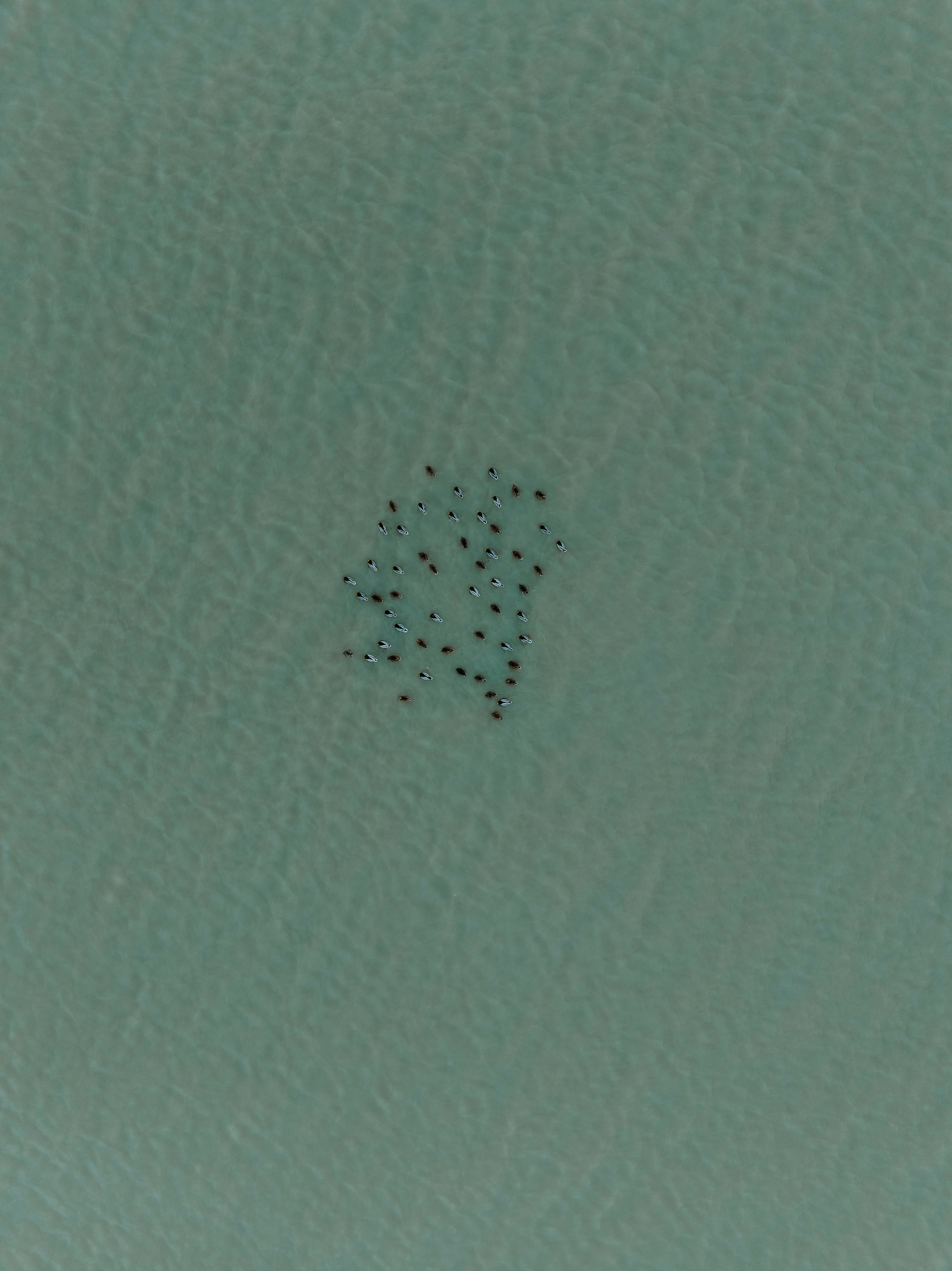 A flock of birds swimming on a calm sea