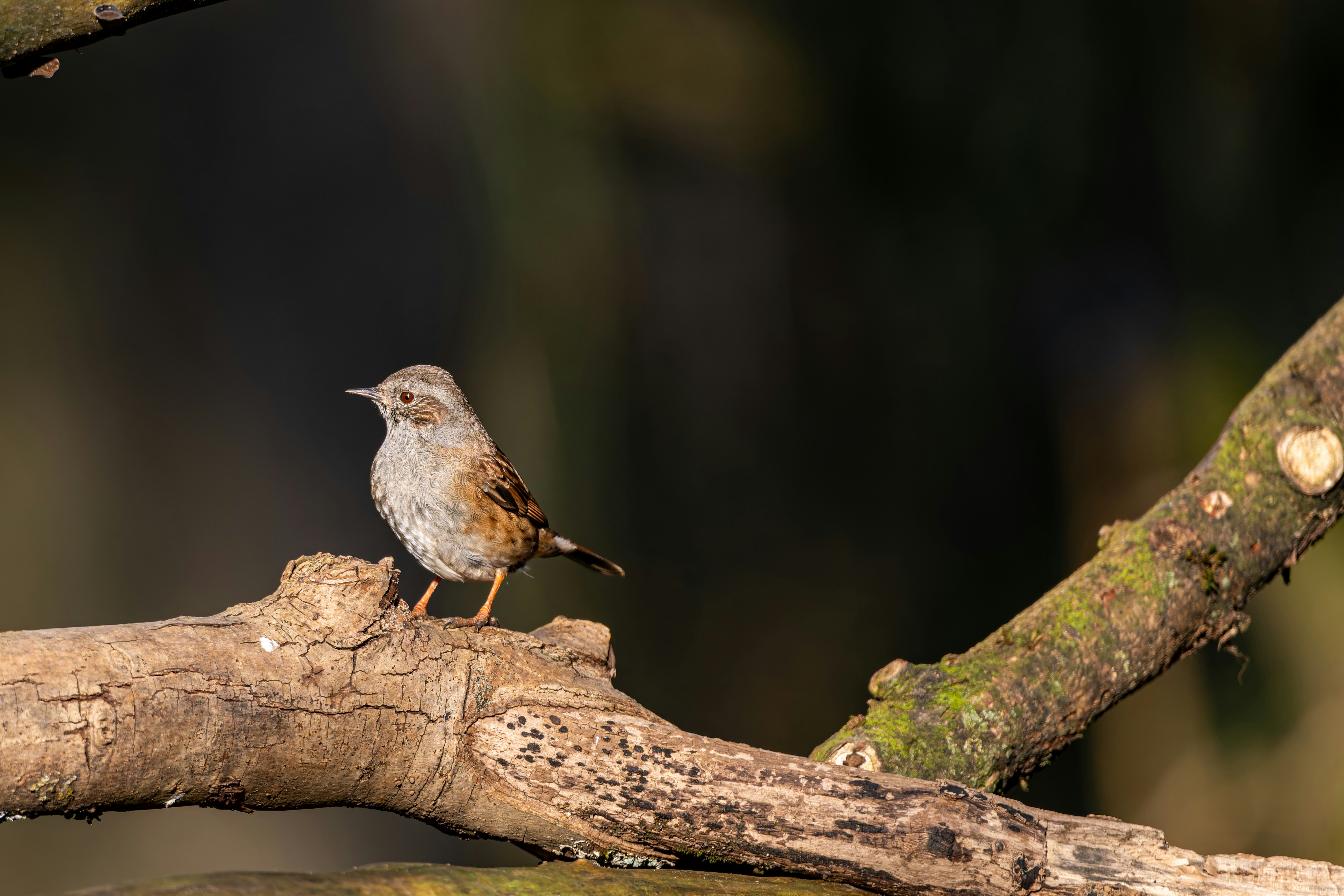 Photo by siegfriedpoepperl