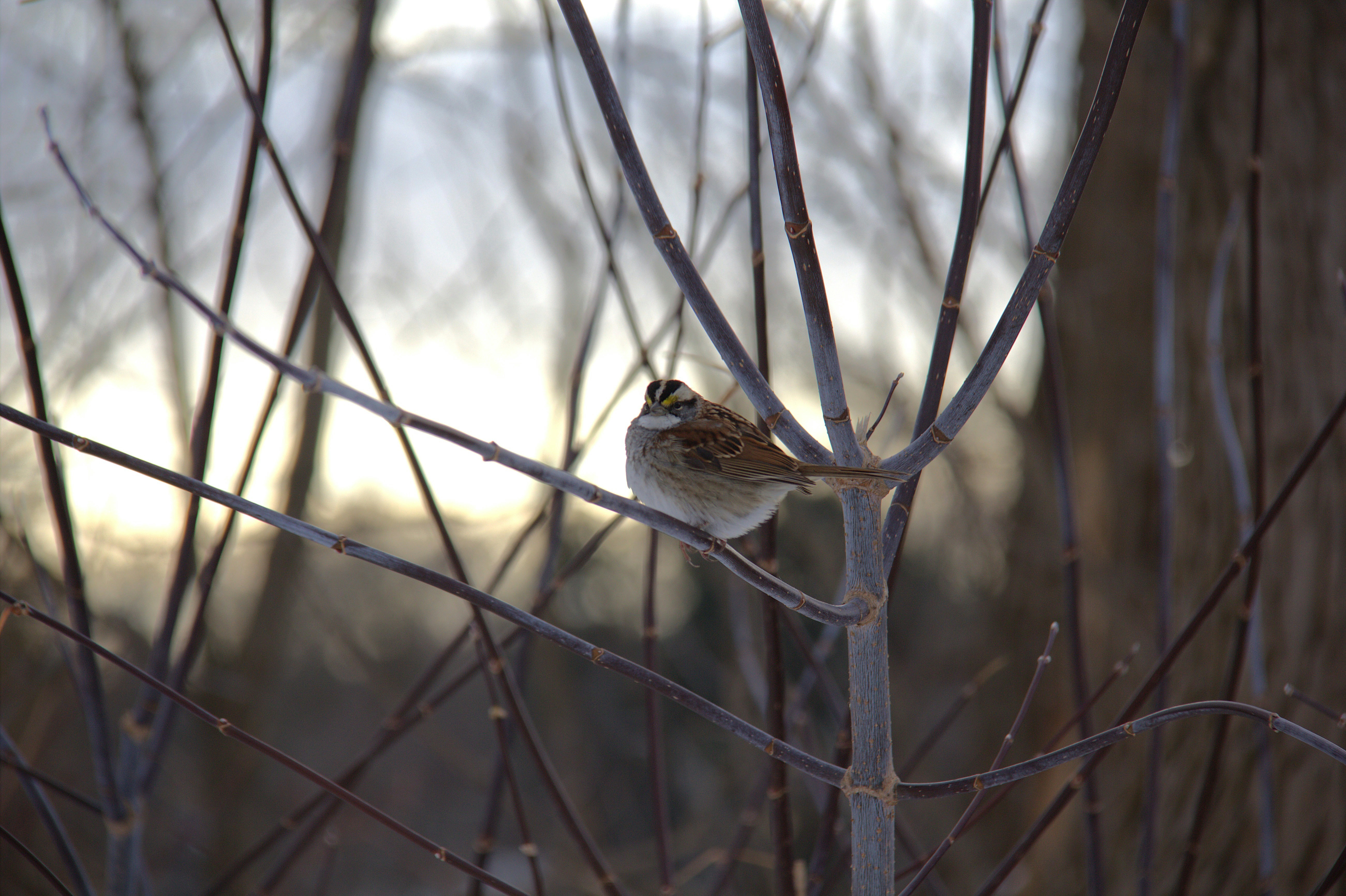 Ryan Gondoputro (@romeo_golf_oscar) | Unsplash Photo Community