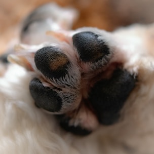 Close-up of a fluffy puppy's paw pads.