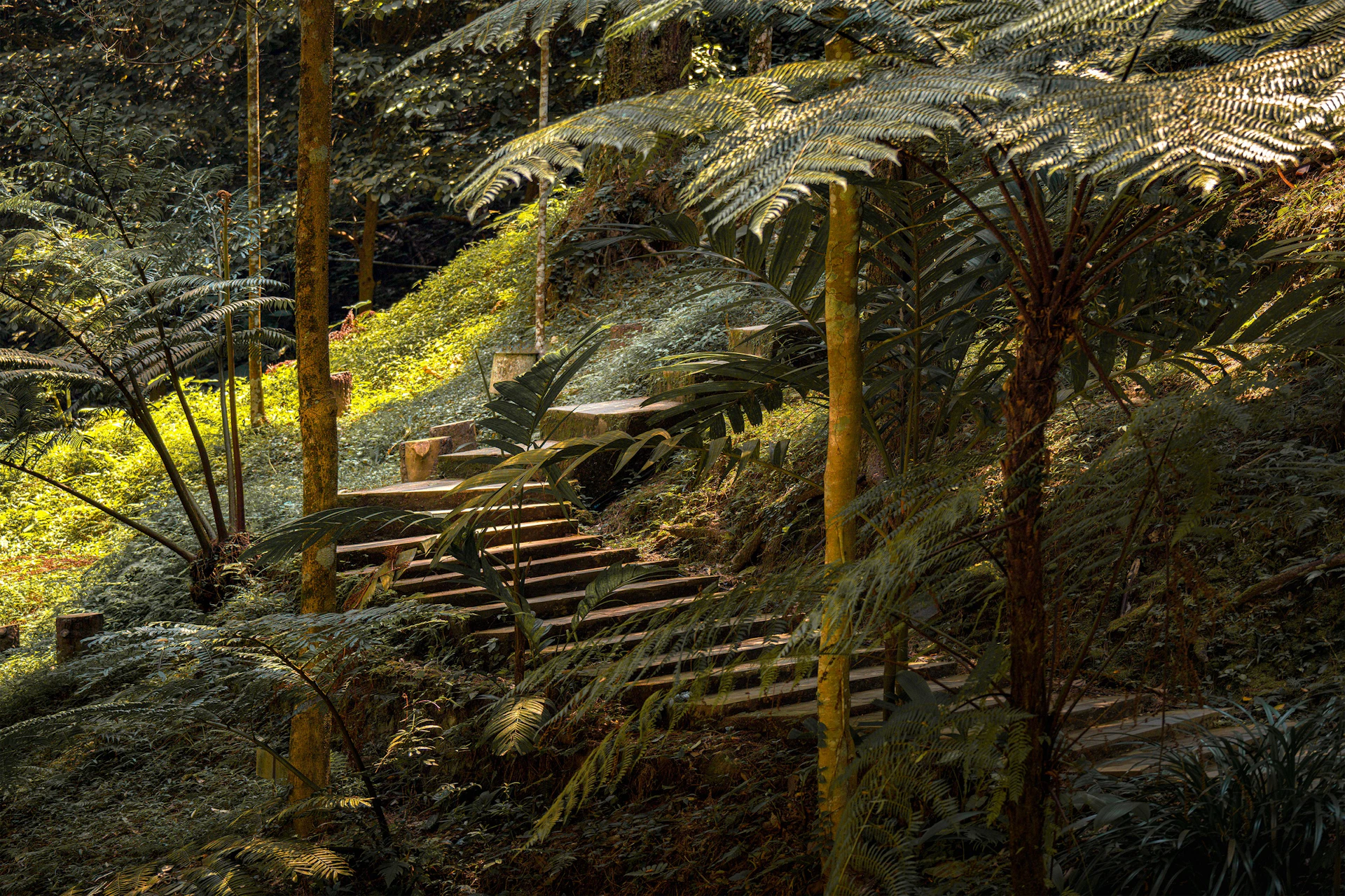 Stone steps ascend through a lush, shaded forest.