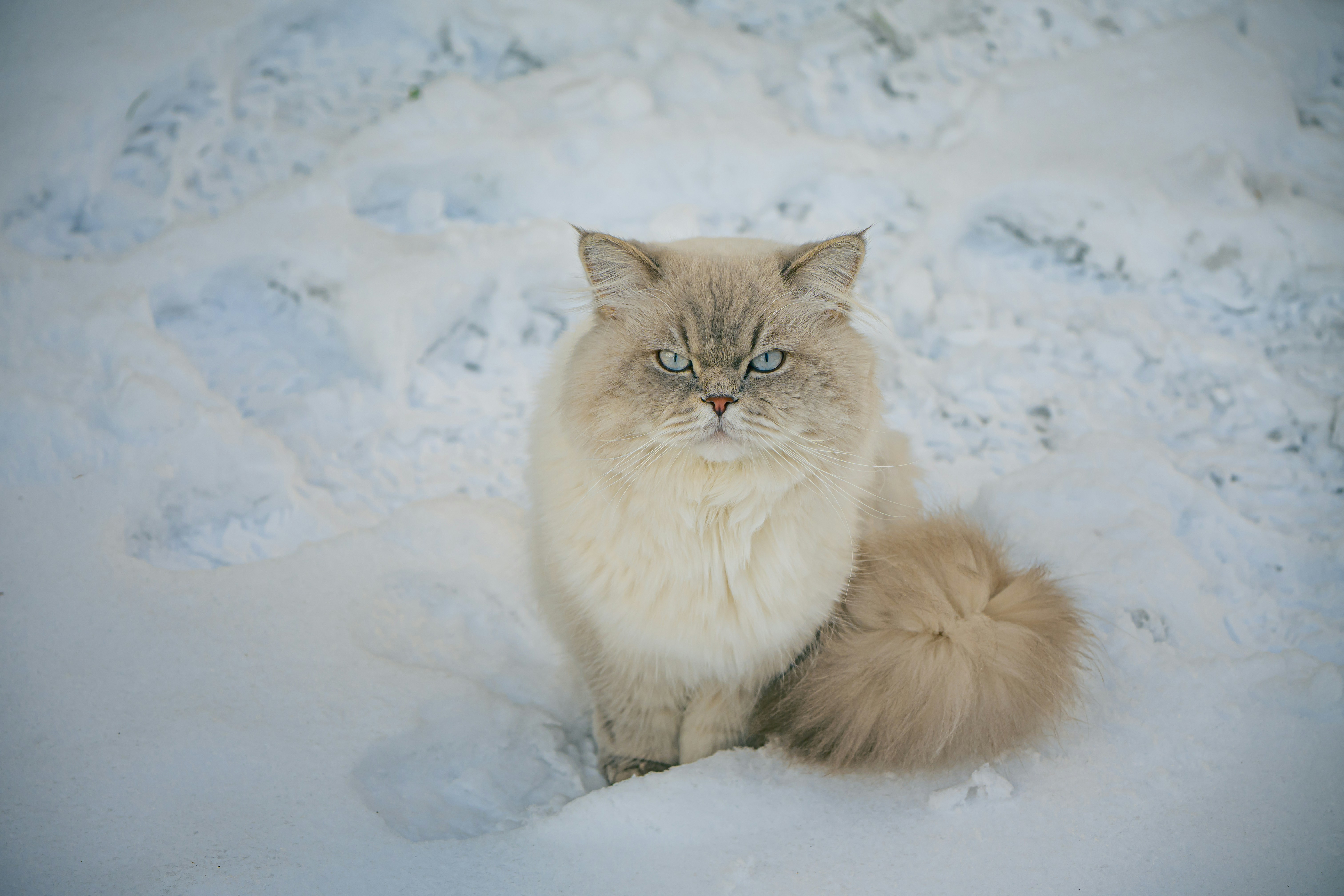 ふわふわの猫が雪の上に座っている