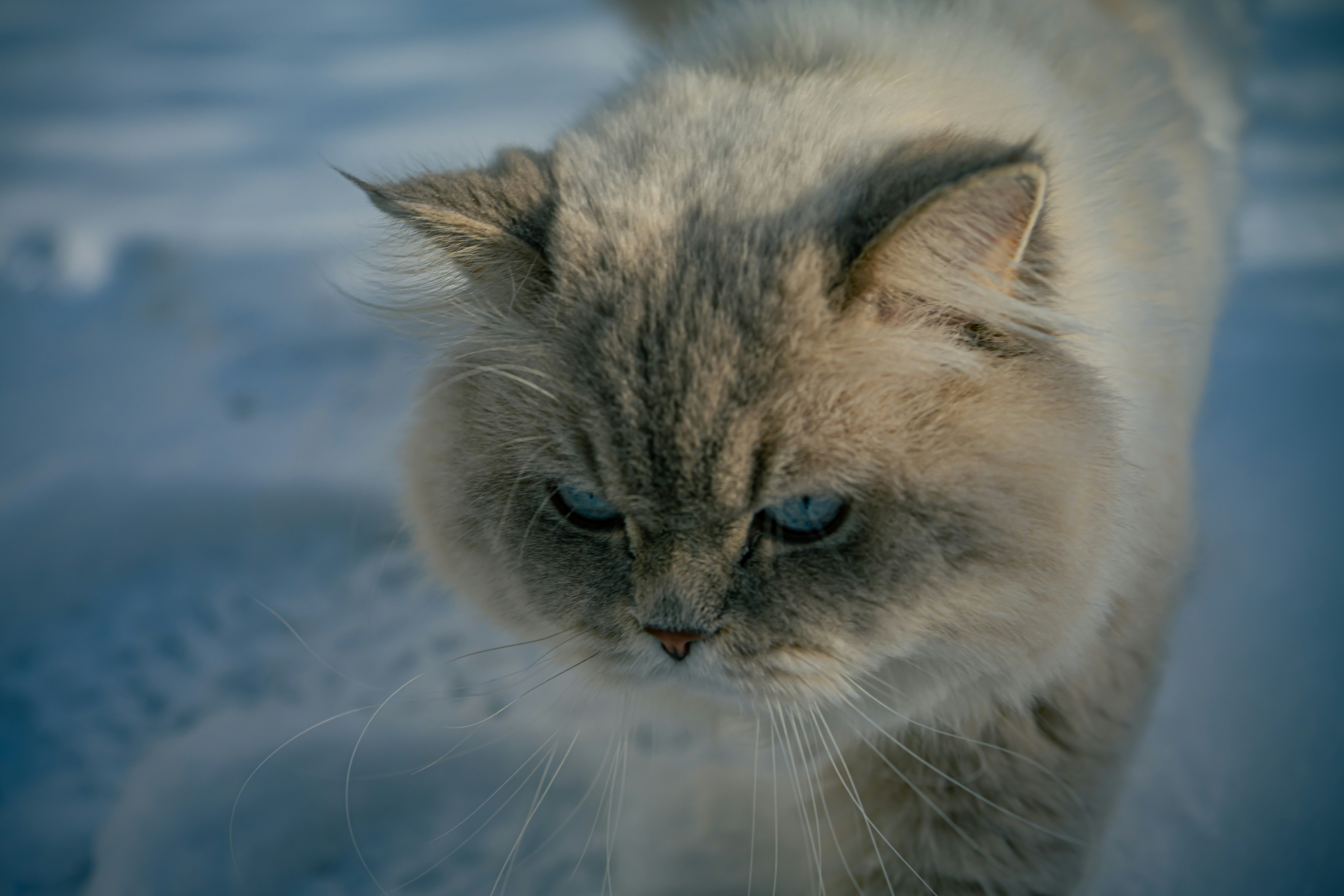 A fluffy cat with blue eyes walks in the snow.
