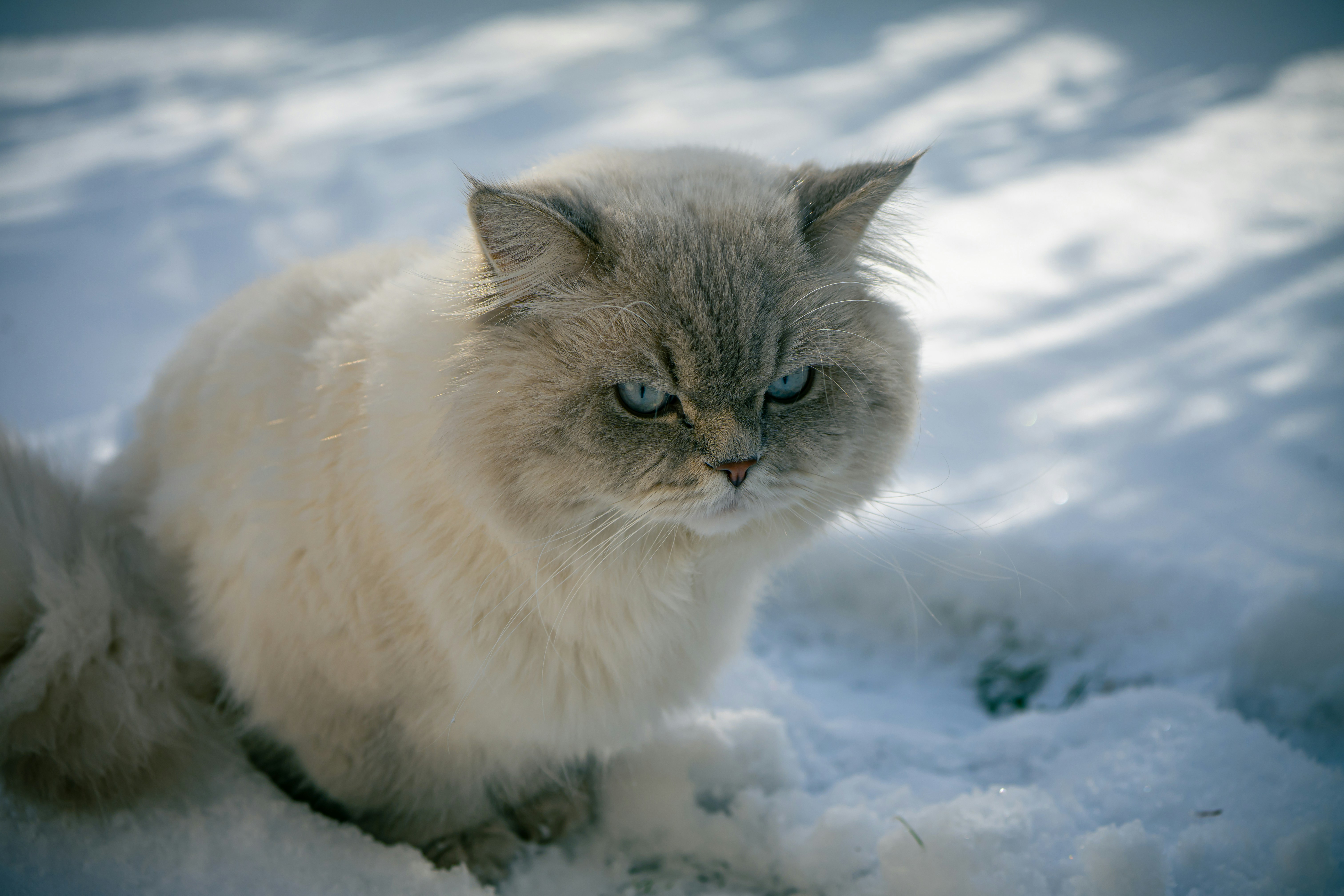 A fluffy white cat sits in the snow.
