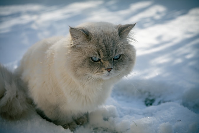 British Longhair