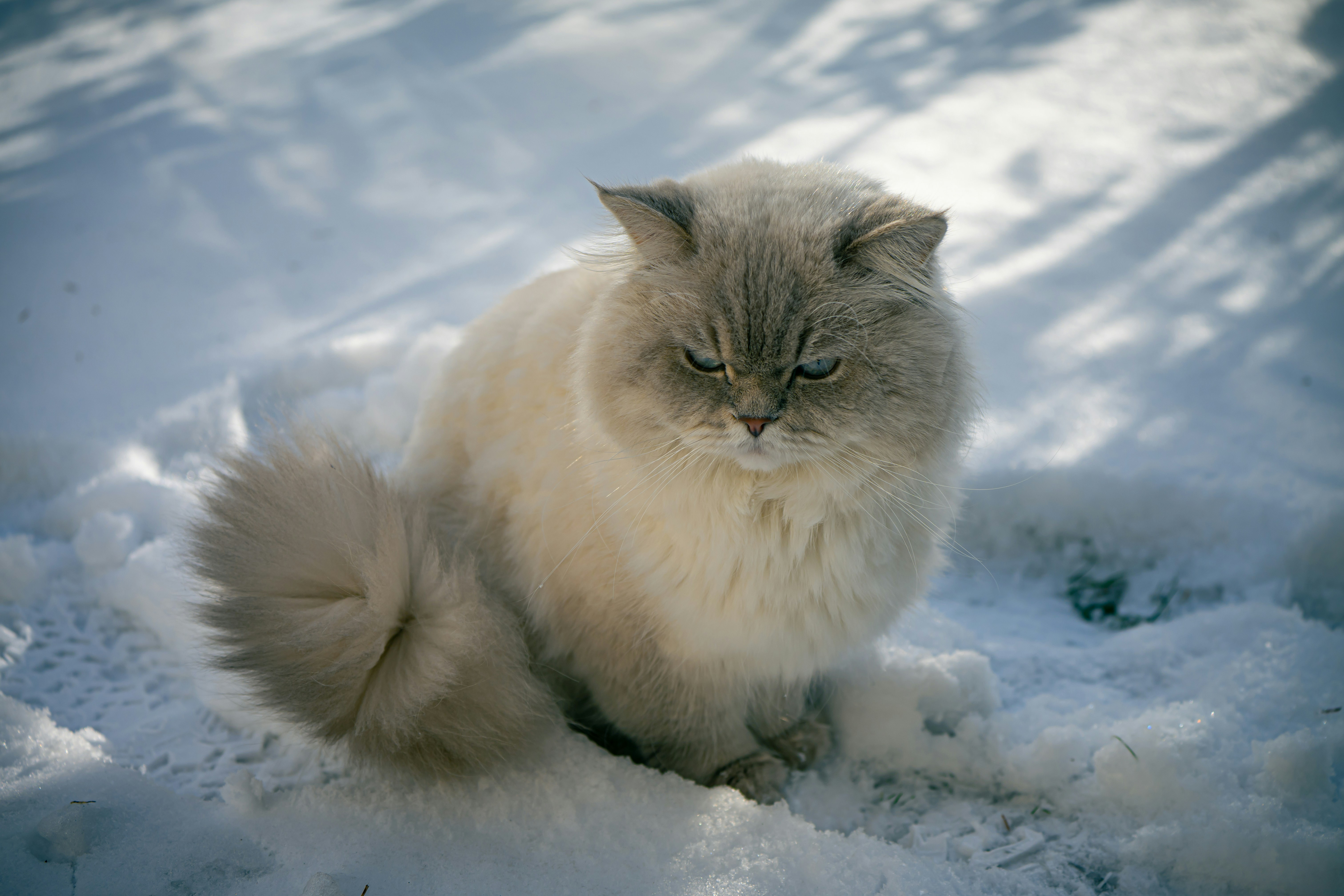 Persian Cat With Fluffy Tail