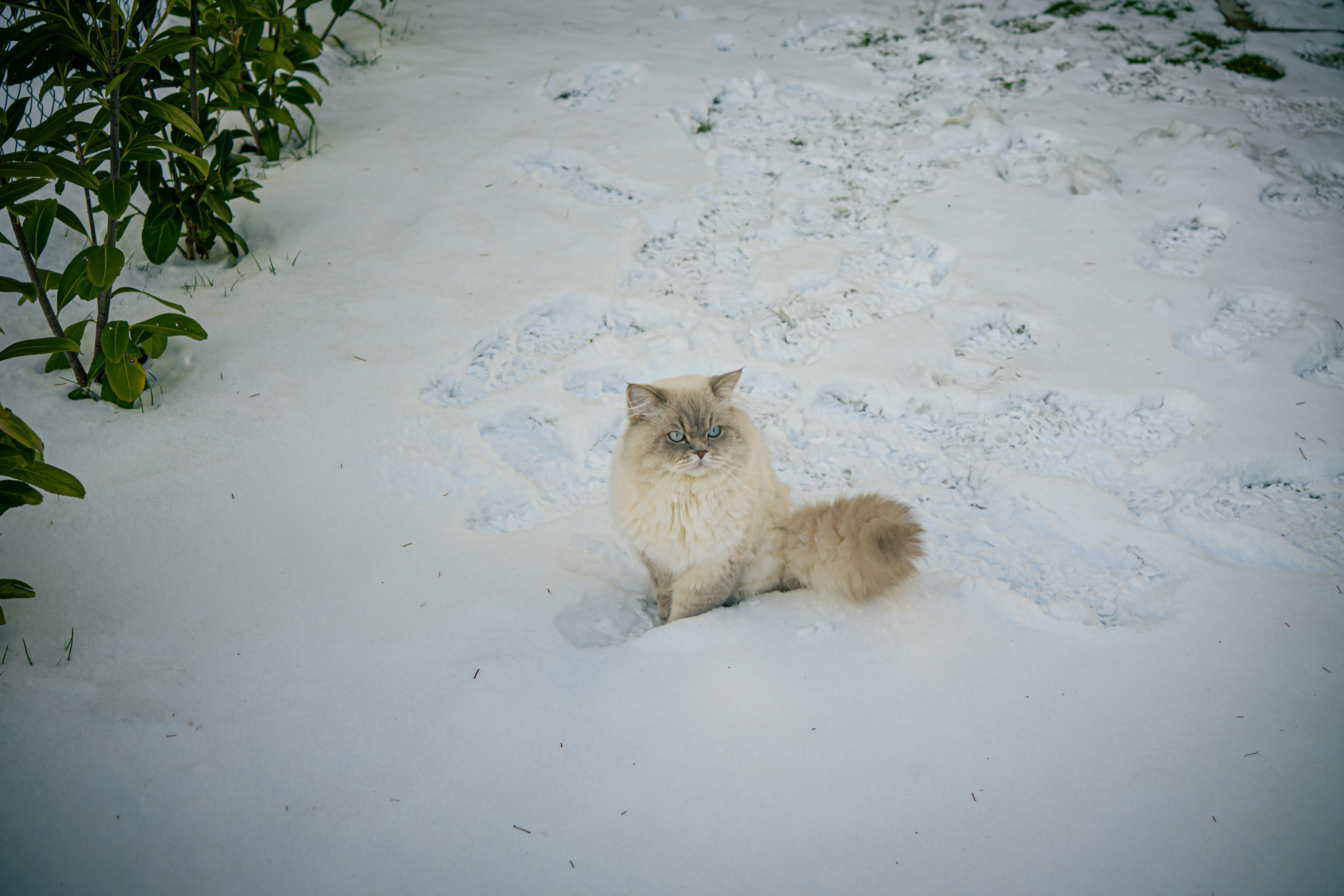 British Longhair Cat With A Fluffy Tail