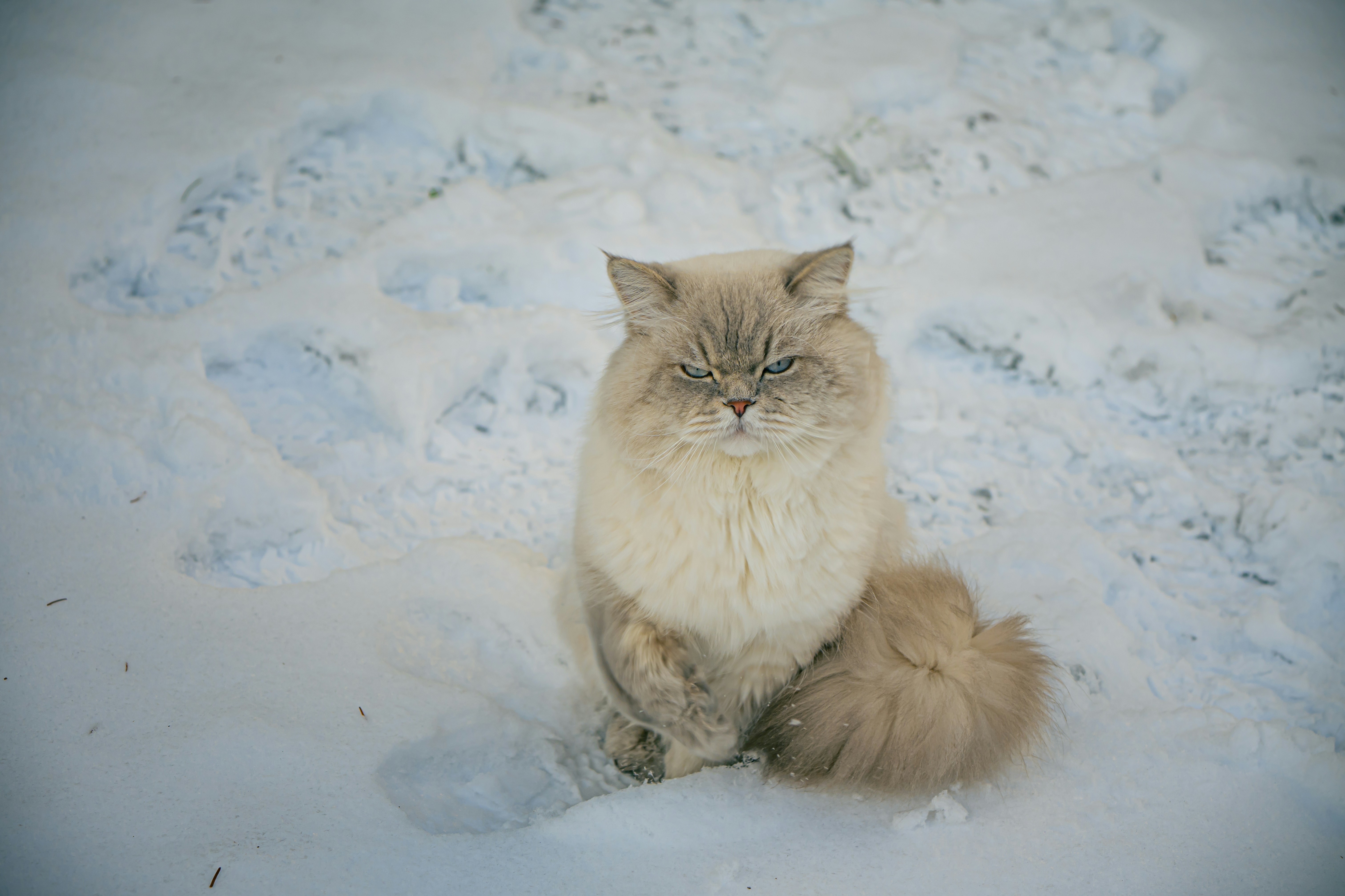 A fluffy cat sits in the snow