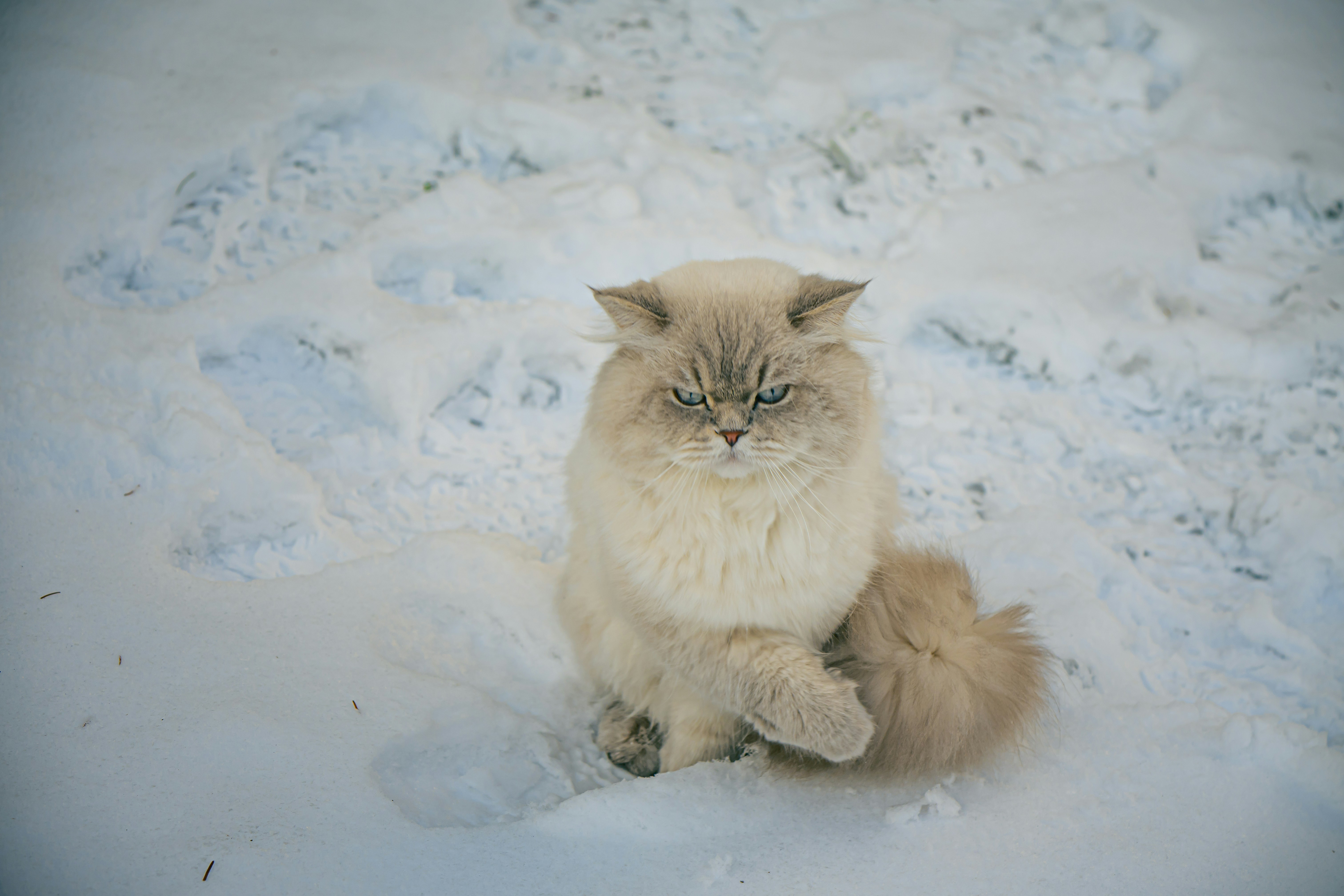 A fluffy cat sits in the snow.