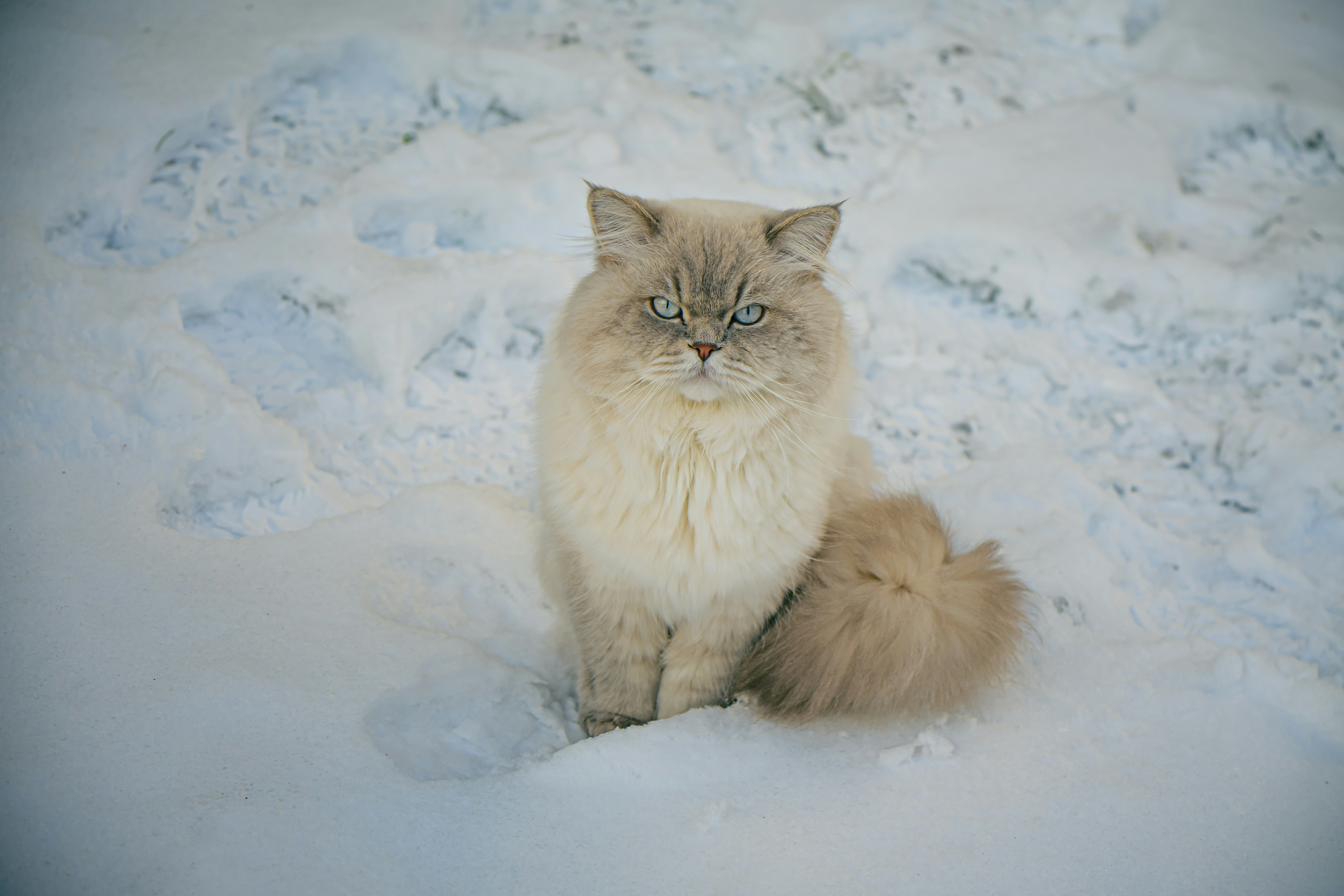 A fluffy cat sits in the snow.