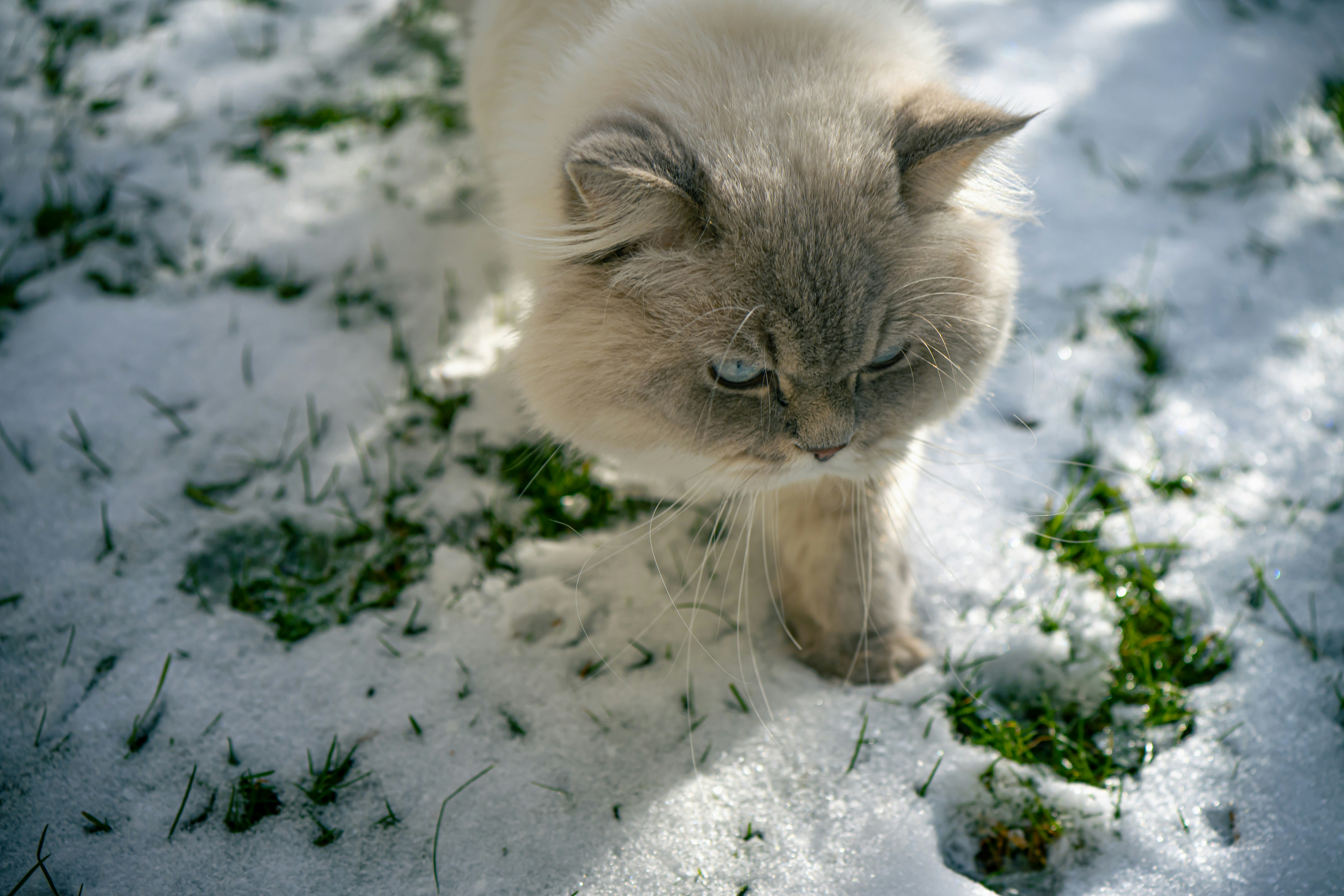A fluffy cat walks through snow and grass.