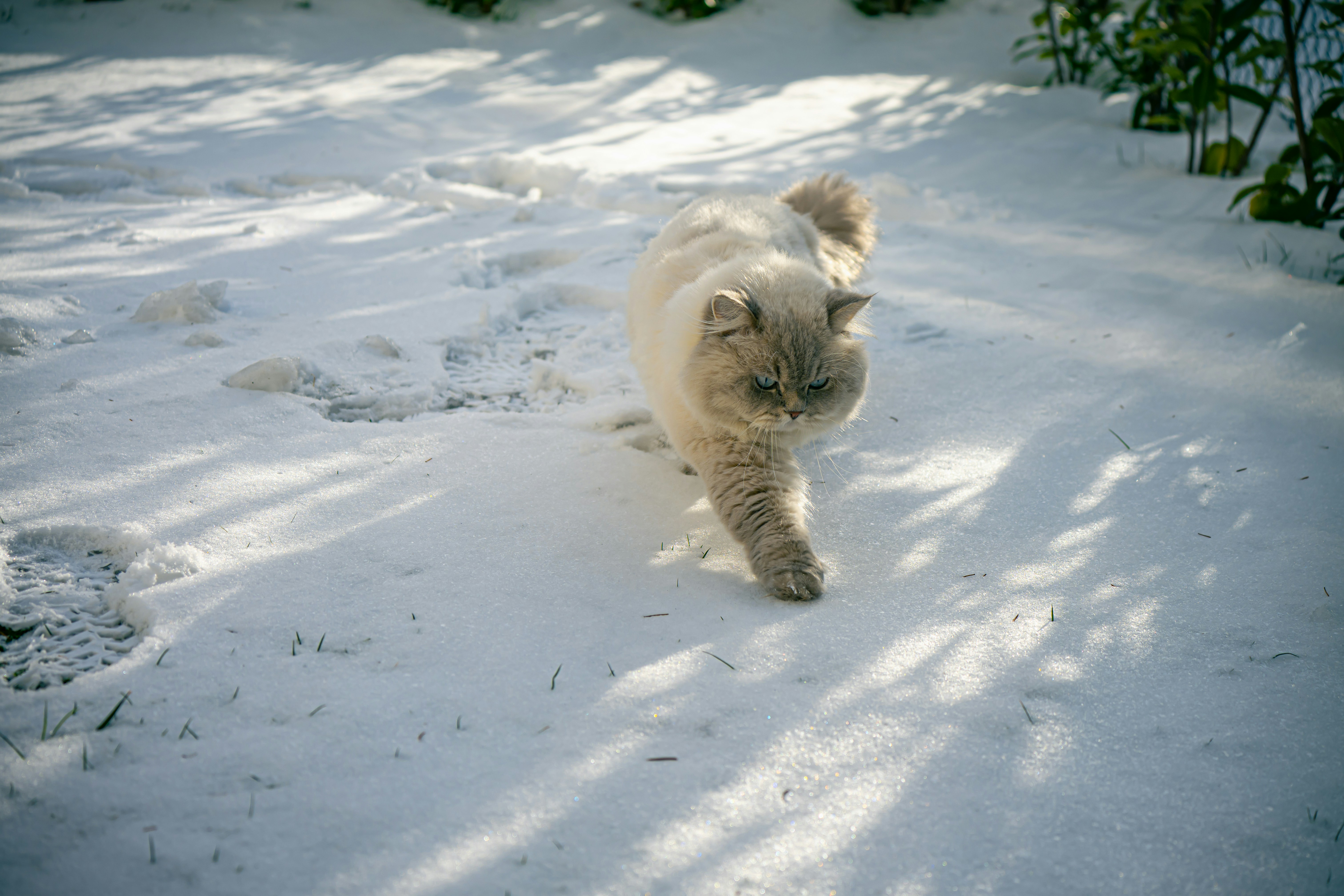 A fluffy cat walks through the snow.