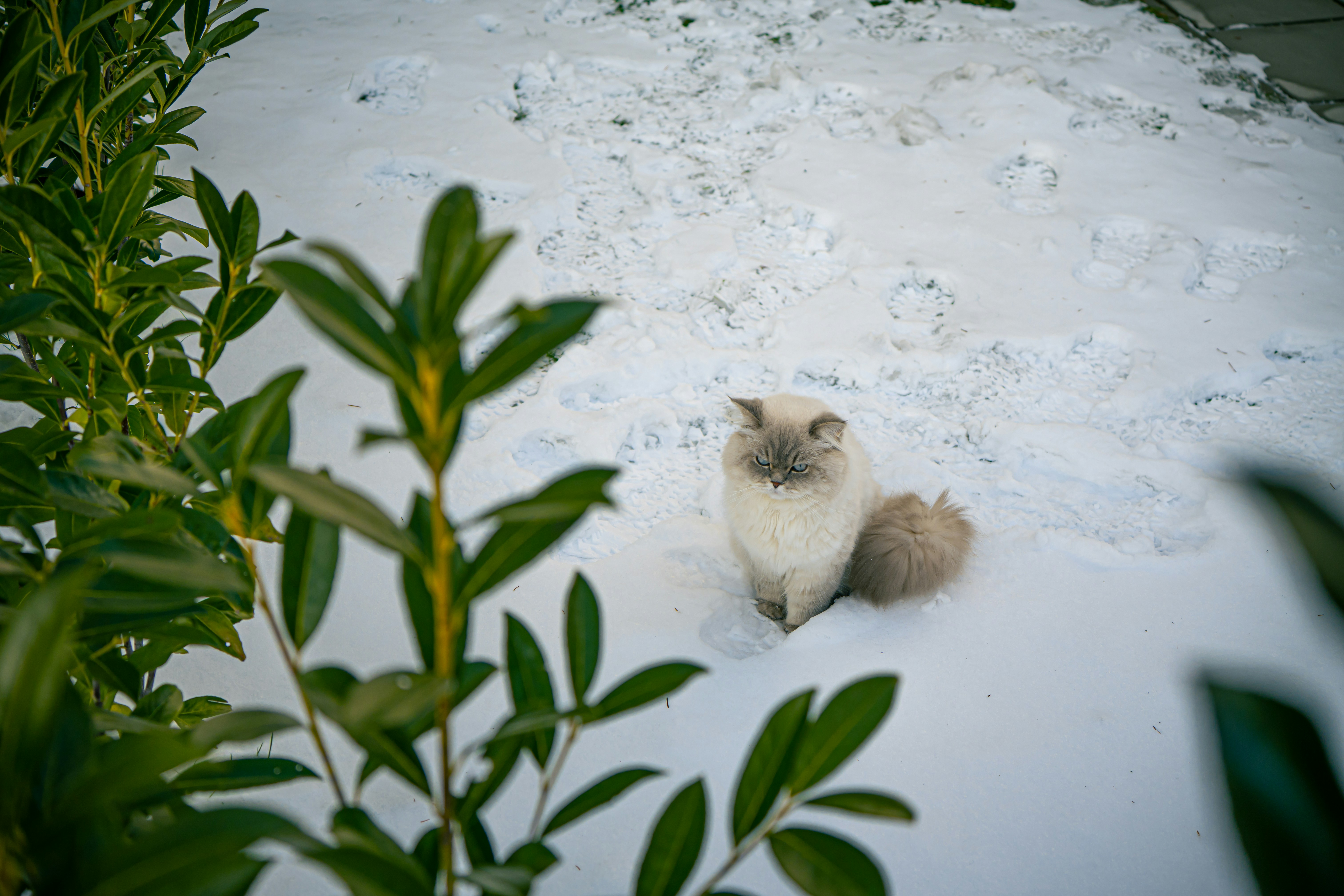 A fluffy cat sits in the snow.