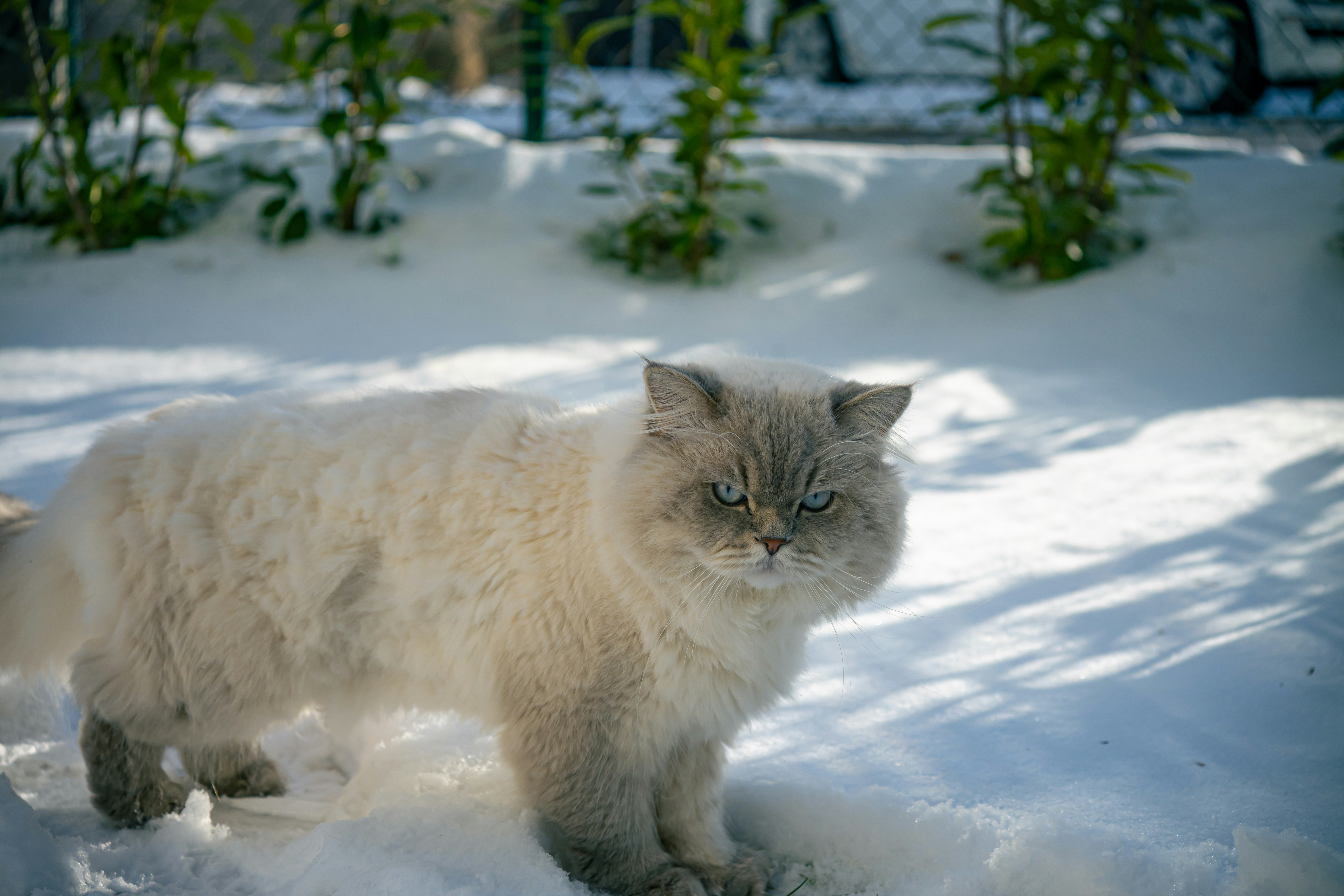 A fluffy white cat stands in the snow.