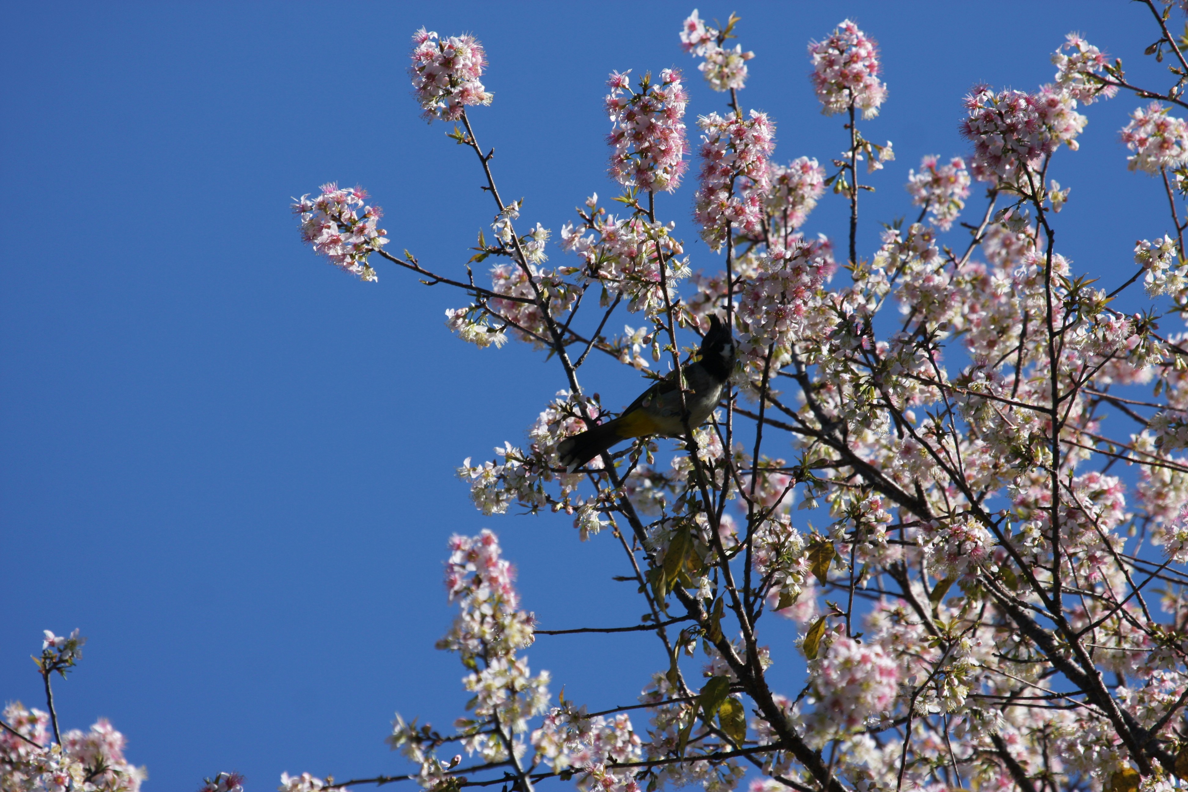 Photo by suyashbatra