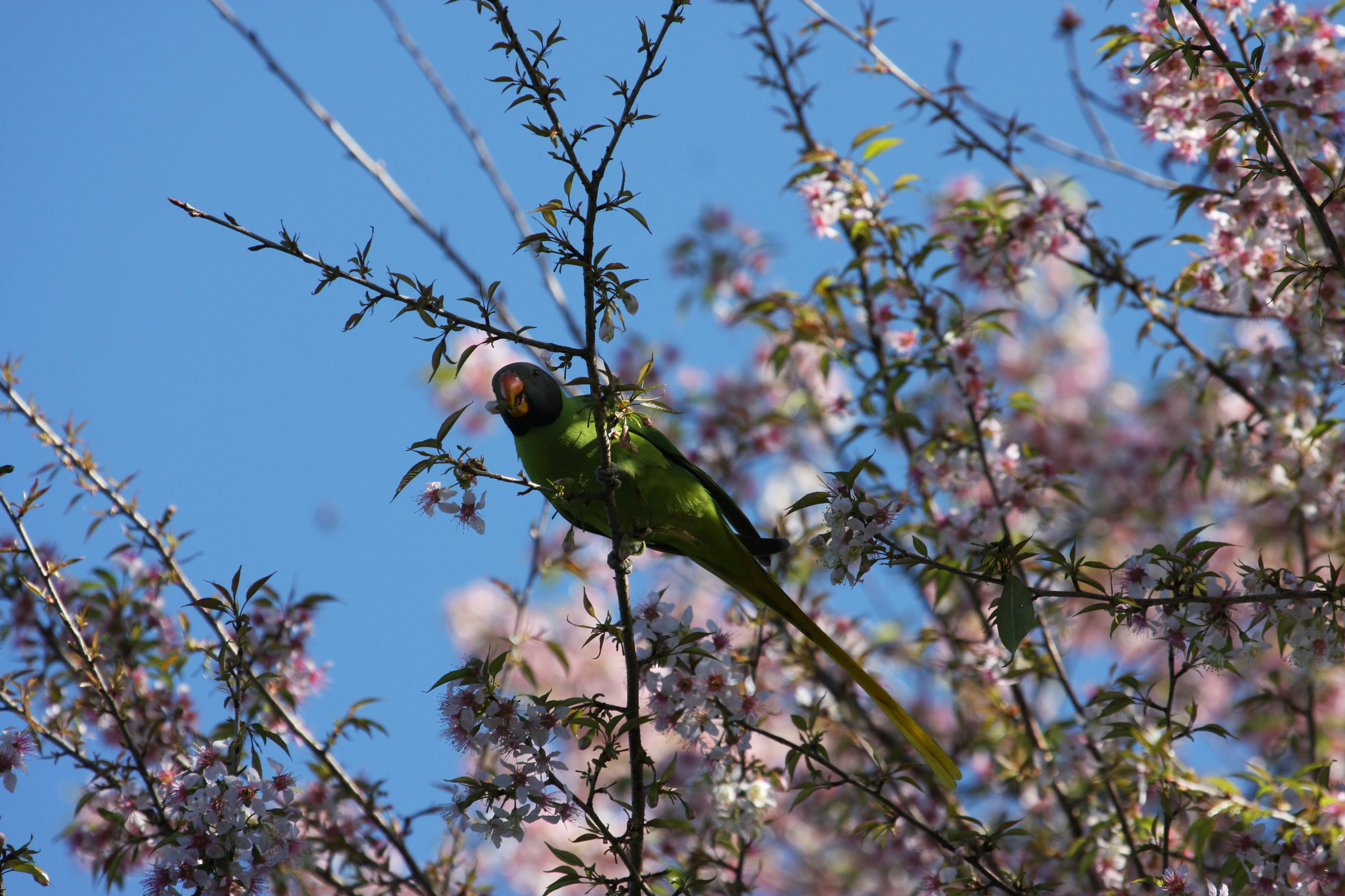 Photo by suyashbatra